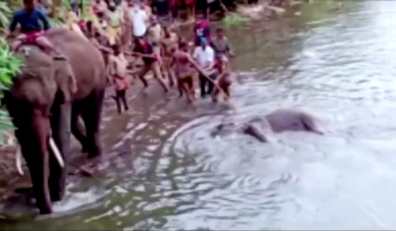 People pull the dead elephant out of the water in Palakkad district, India. Photo: Reuters