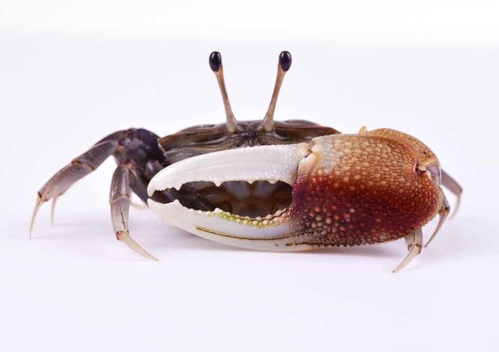 How climate change threatens Hong Kong’s vital fiddler crabs and why