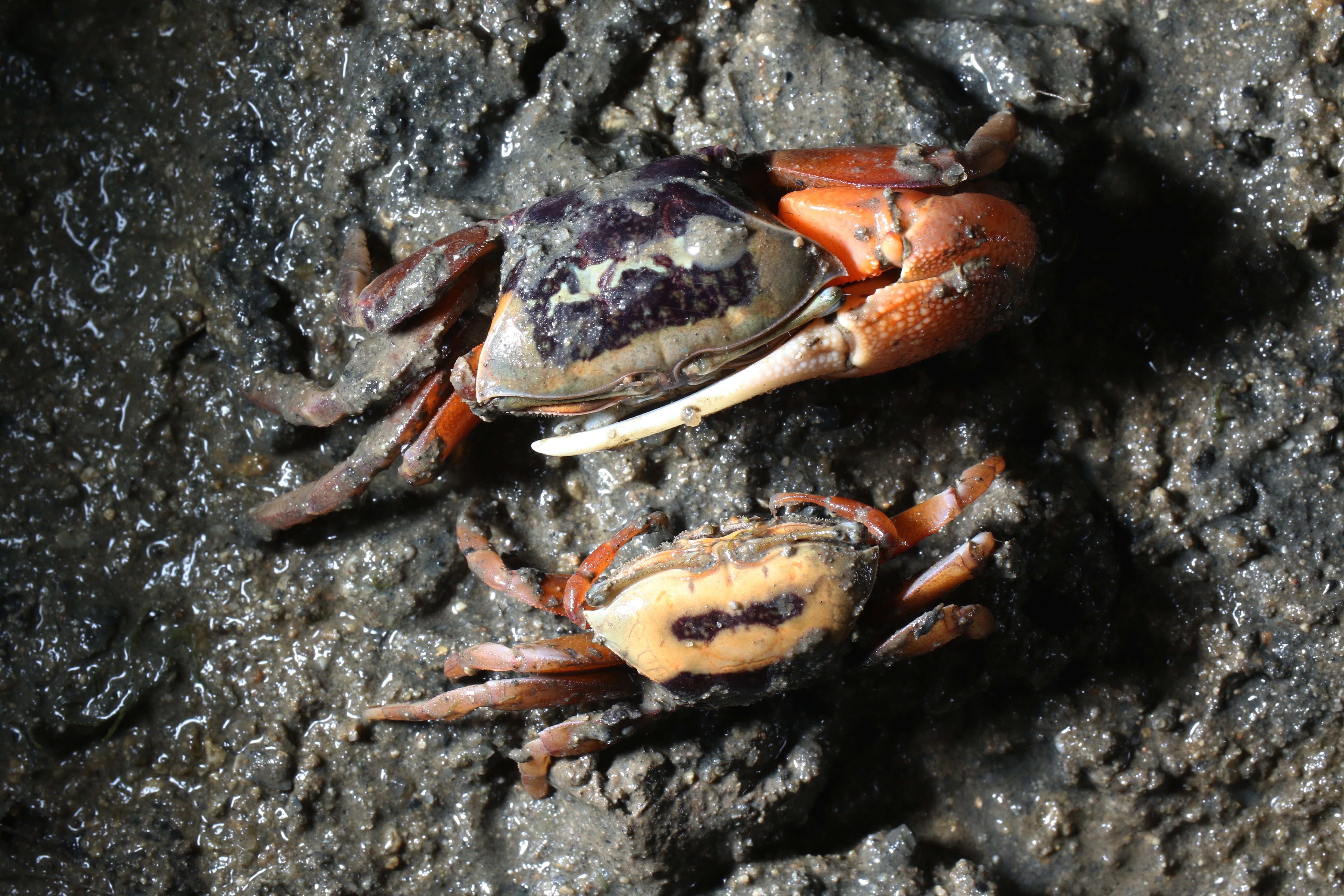 How climate change threatens Hong Kong's vital fiddler crabs and