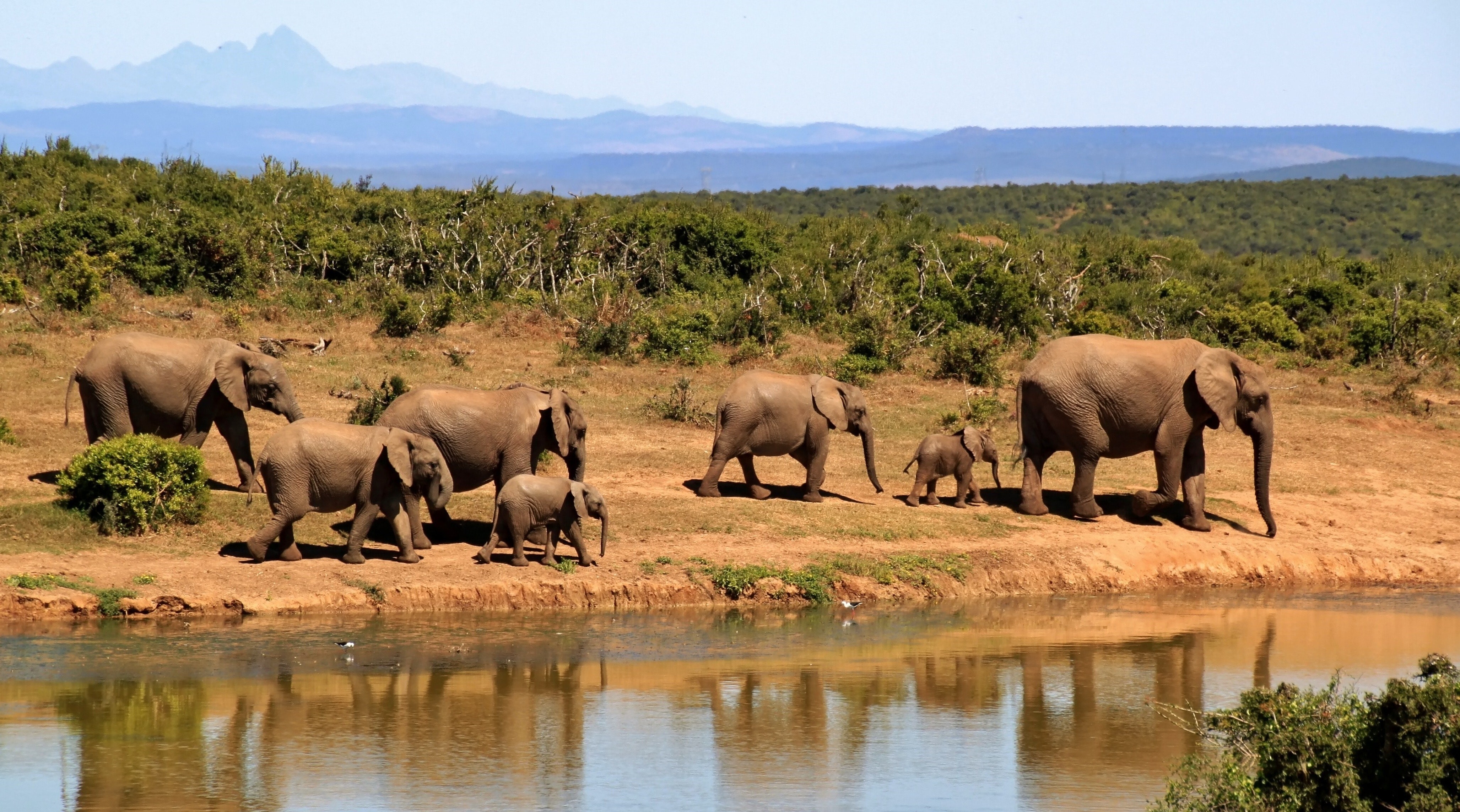 Watch elephants, hippos, wildebeest, zebra and buffalo wallowing and washing on the African planes … over a live-stream during lockdown. Photo: Pexels