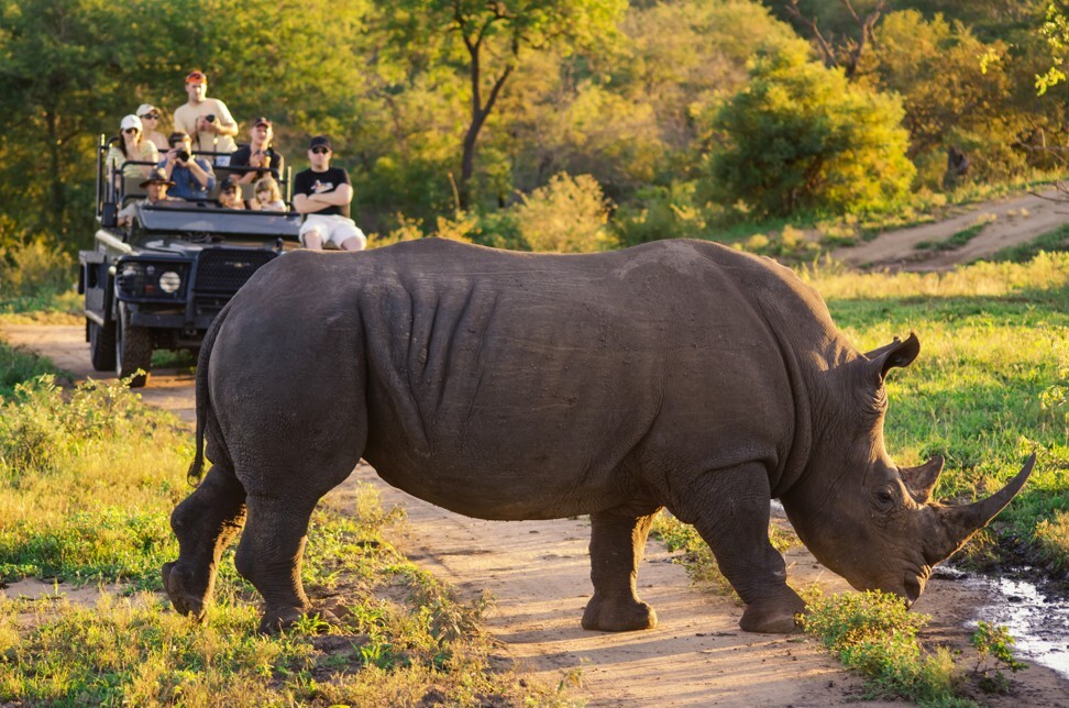 A rhino grazes in Kruger National Park. Photo: South African Tourism