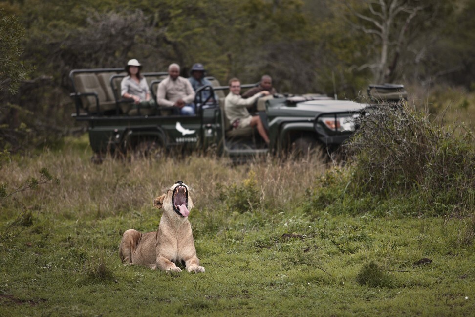 Travellers watch a lion at Mountain Lodge in KwaZulu-Natal, South Africa. Photo: andBeyond