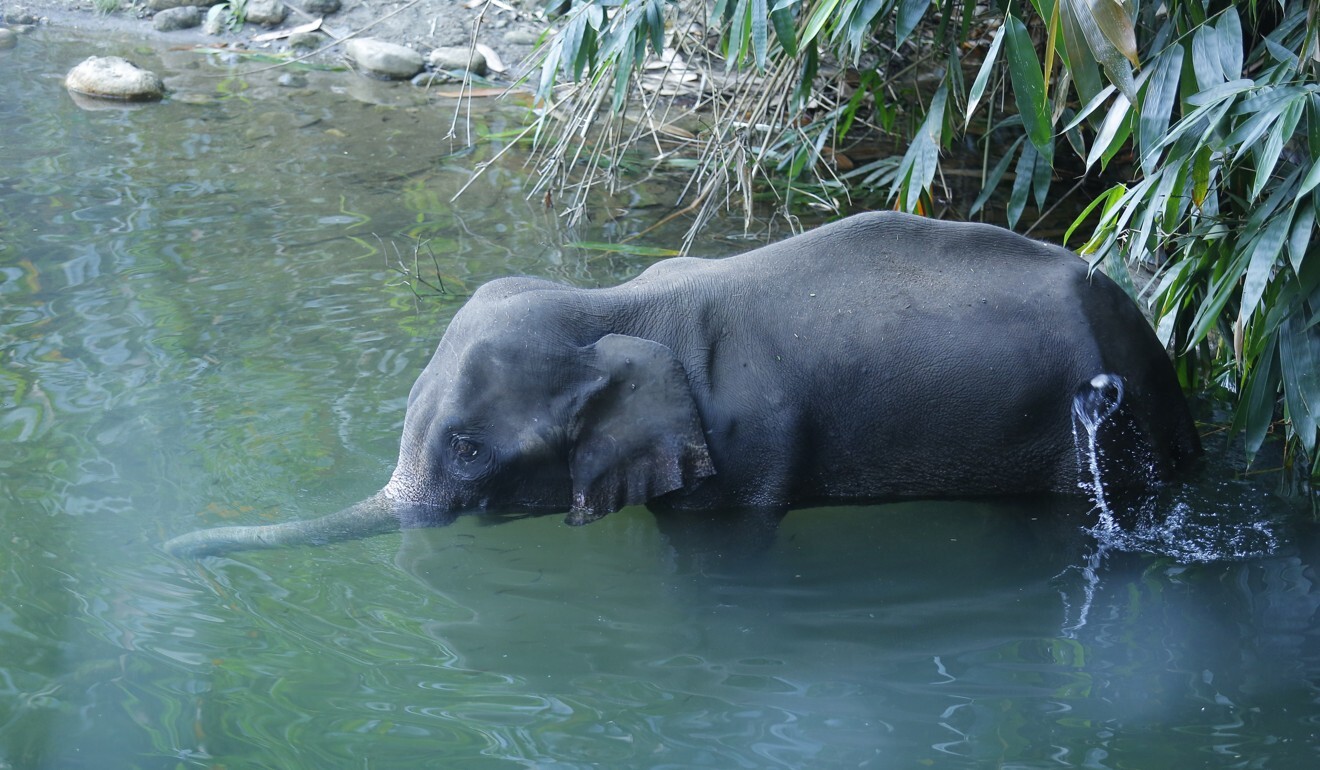 The elephant attempts to soothe its wounds in the river. Photo: AP