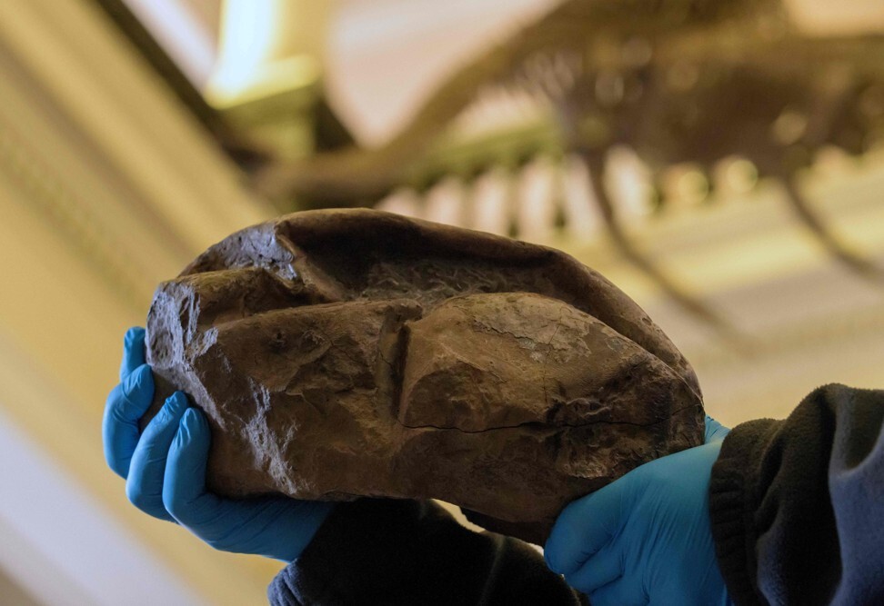 Scientists crack mystery of ‘The Thing’: it’s a fossilised egg | South ...