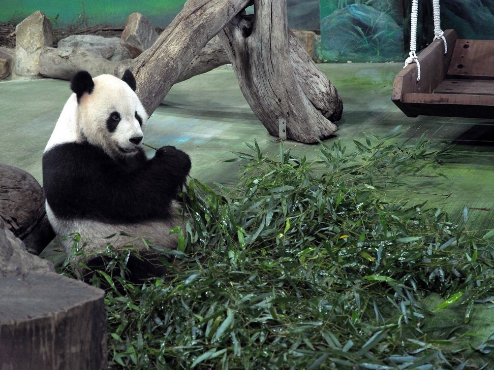 Giant panda Tuan Tuan eats bamboo at Taipei Zoo, Taiwan, on Monday, June 29, 2020. Tuan Tuan and female giant panda Yuan Yuan gave birth to a baby cub at Taipei Zoo on Sunday, June 28. The female cub is the pair’s second baby born at Taipei Zoo through artificial insemination. Photo: EPA-EFE