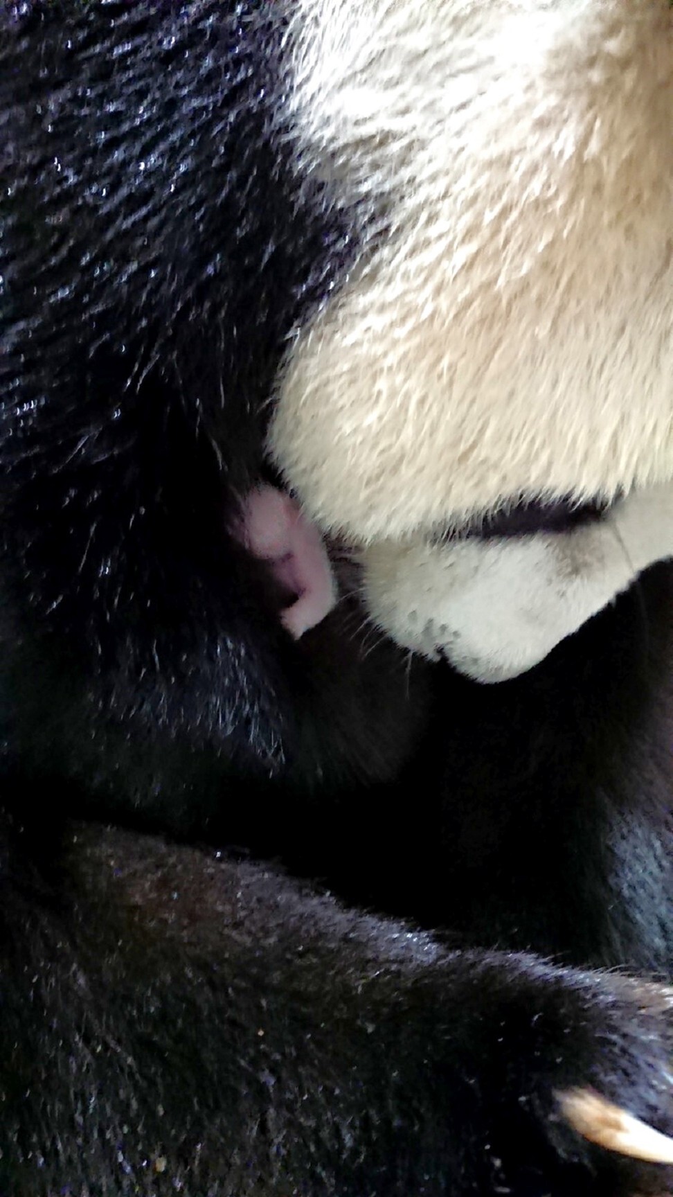 Giant panda Yuan Yuan holds the unnamed baby cub in her mouth after giving birth on Sunday, June 28. Photo: EPA-EFE/Taipei Zoo