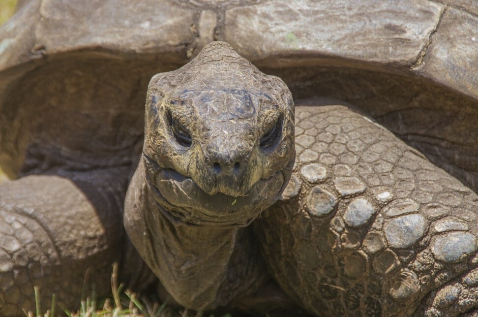 Jonathan the Seychelles giant tortoise, at Plantation House, the St Helena governor’s residence. Photo: Peter Neville-Hadley