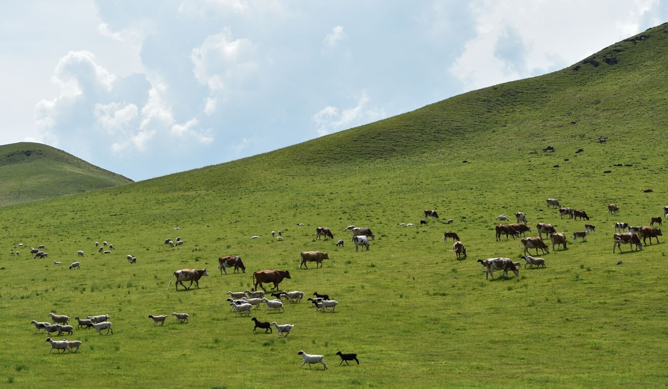 Herds foraging in a pasture in the Inner Mongolia autonomous region. Health officials have warned travellers to the region to avoid camping overnight in the grasslands. Photo: Xinhua