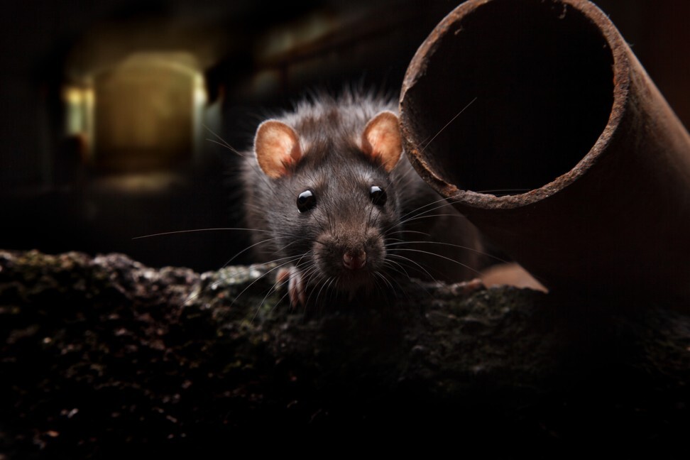 Plague carriers: rodents, including rats and marmots, are among the animals that can harbour Yersinia pestis. Photo: Shutterstock Images