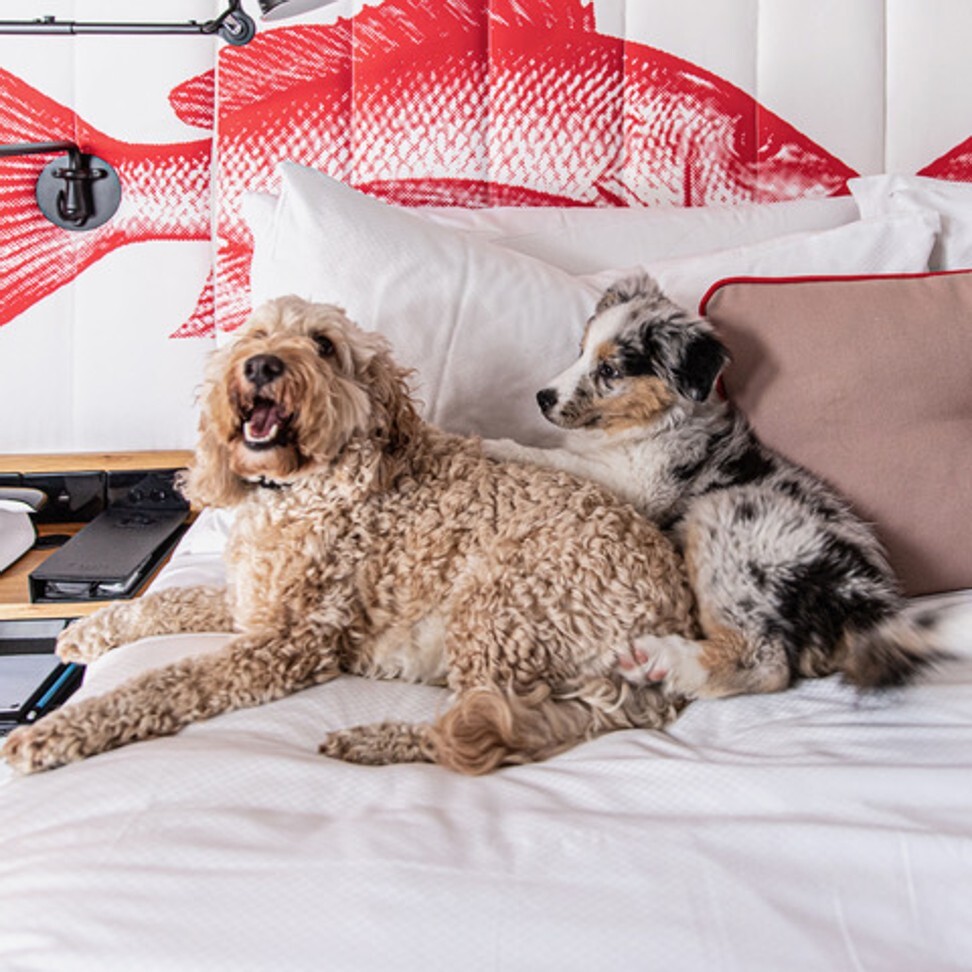 Pack your pooch with pet-friendly packages. Photo: Ovolo Hotel