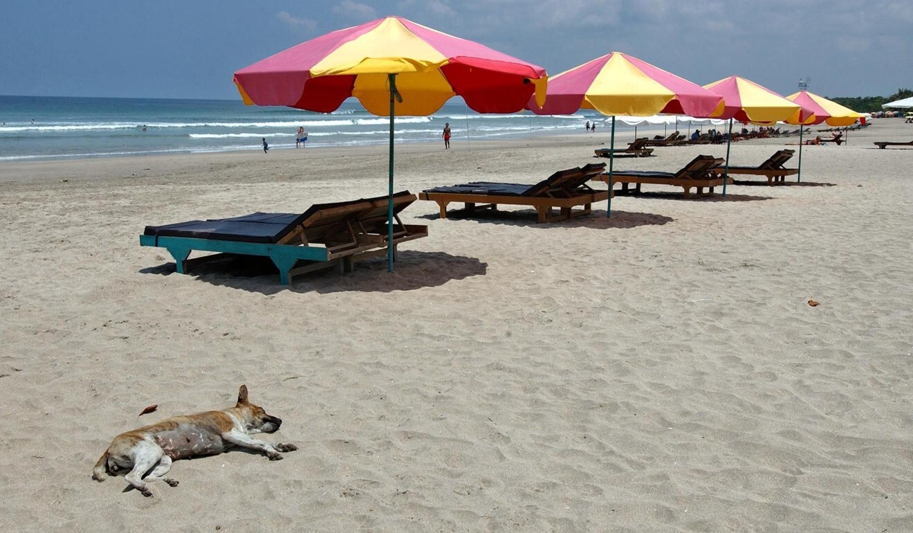 A dog sunbathes on a quiet beach in Denpasar, Bali. Activists say stray dogs in the island are at risk of being snatched by dog meat traders. File photo: AFP