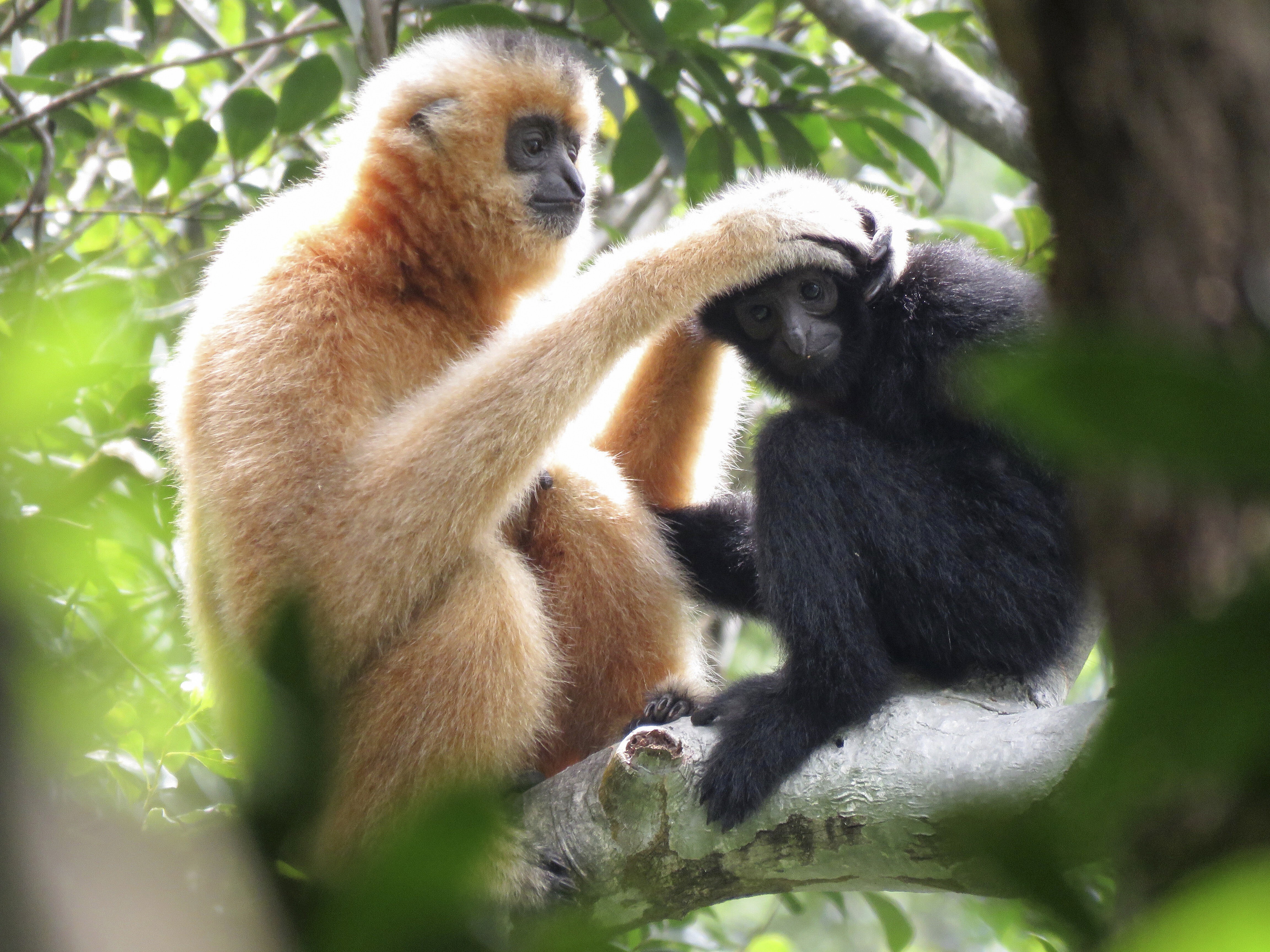 A female gibbon grooms a juvenile at the Bawangling National Nature Reserve in Hainan, China. The island is a biodiversity hotspot with some highly threatened endemic species, but has received relatively little conservation attention, one expert says. Photo: Kadoorie Farm and Botanic Garden
