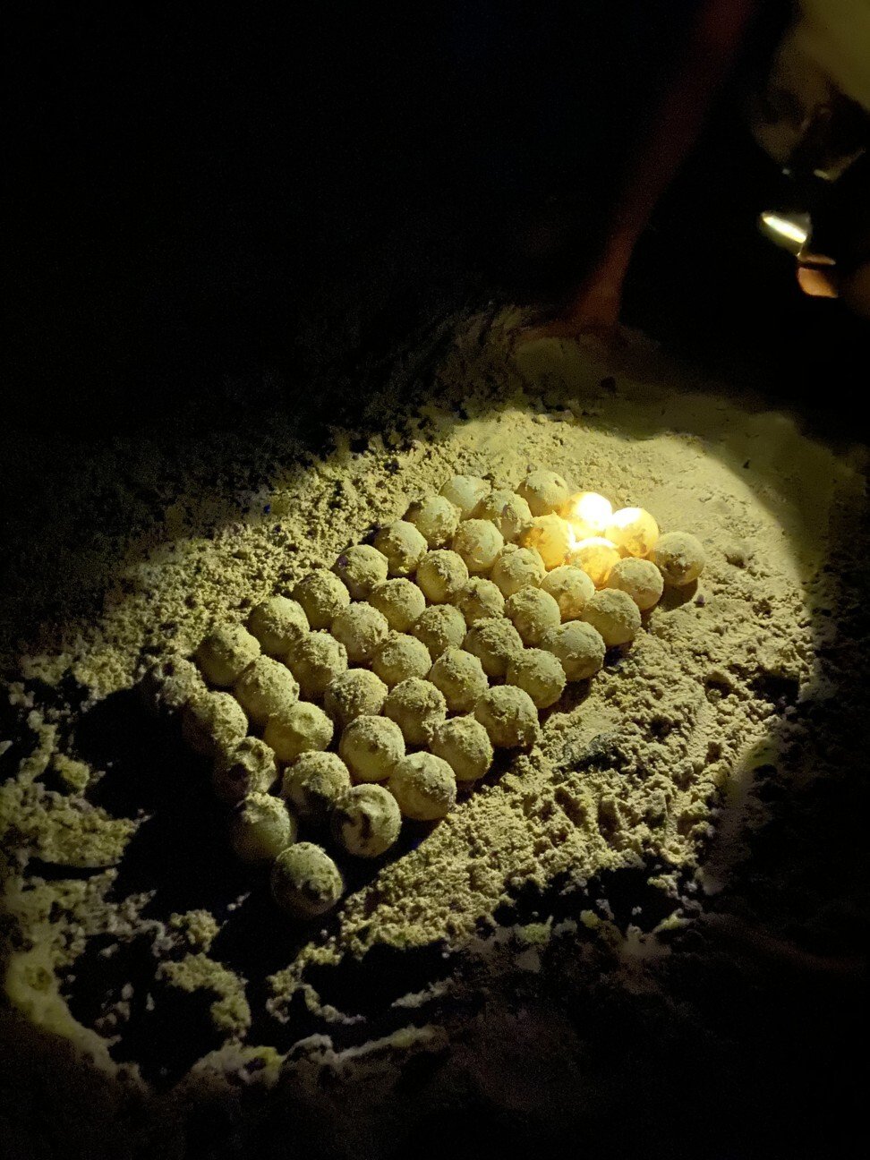 Eggs collected from a green sea turtle nest by a national park ranger. Photo: Patrick Scott