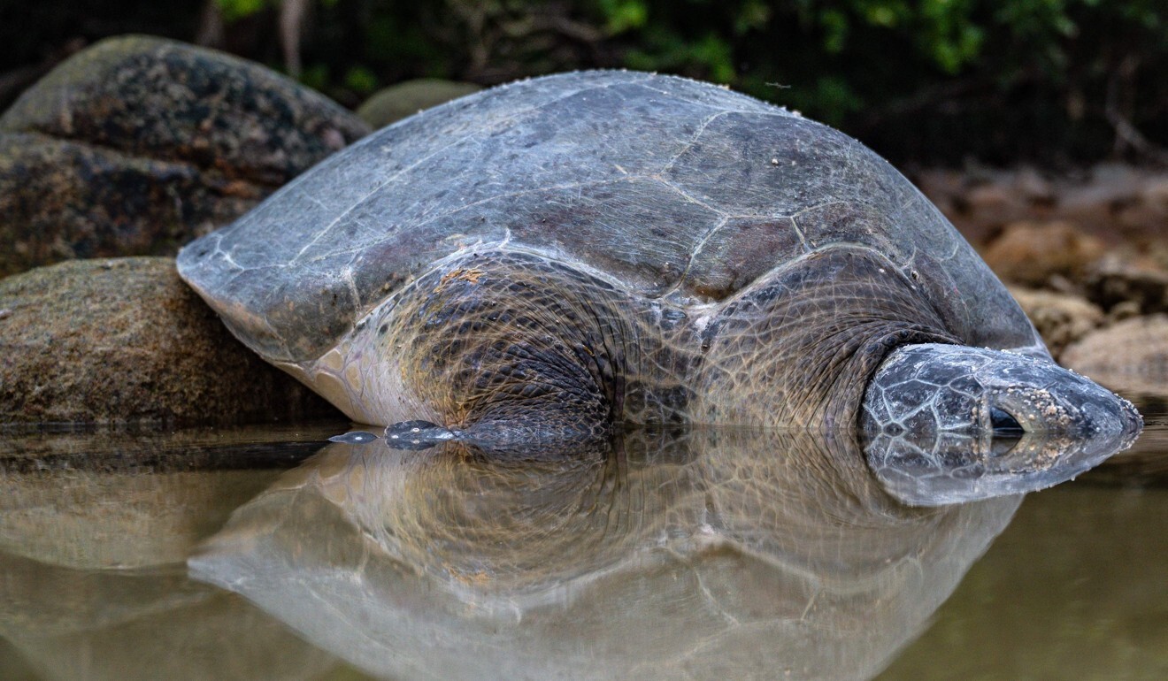 A green sea turtle falls asleep after laying eggs on the shore of the Chagar Hutang Turtle Sanctuary on Redang island. Photo: AFP