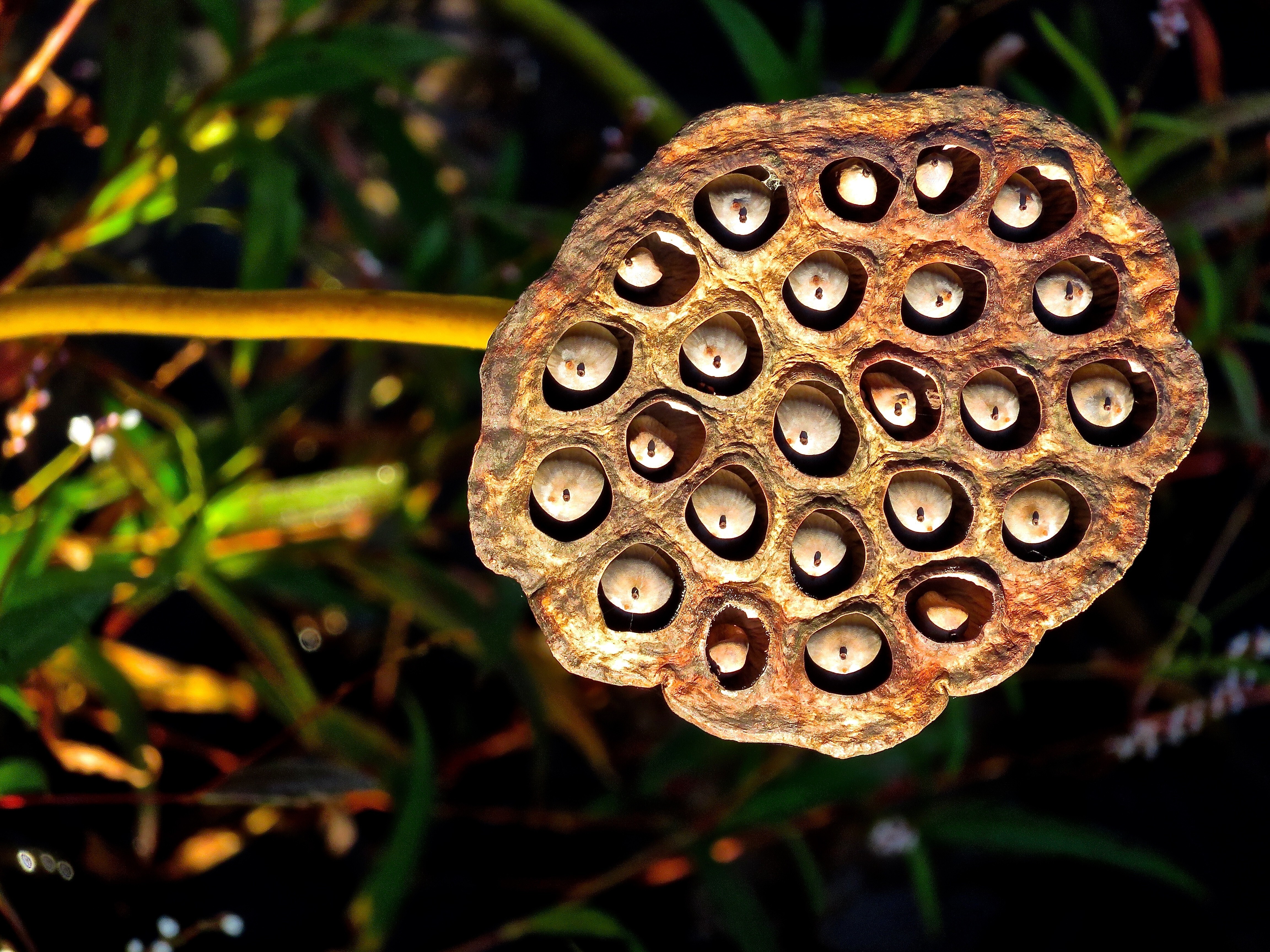 Lotus flower and seeds. Photo: Getty Images