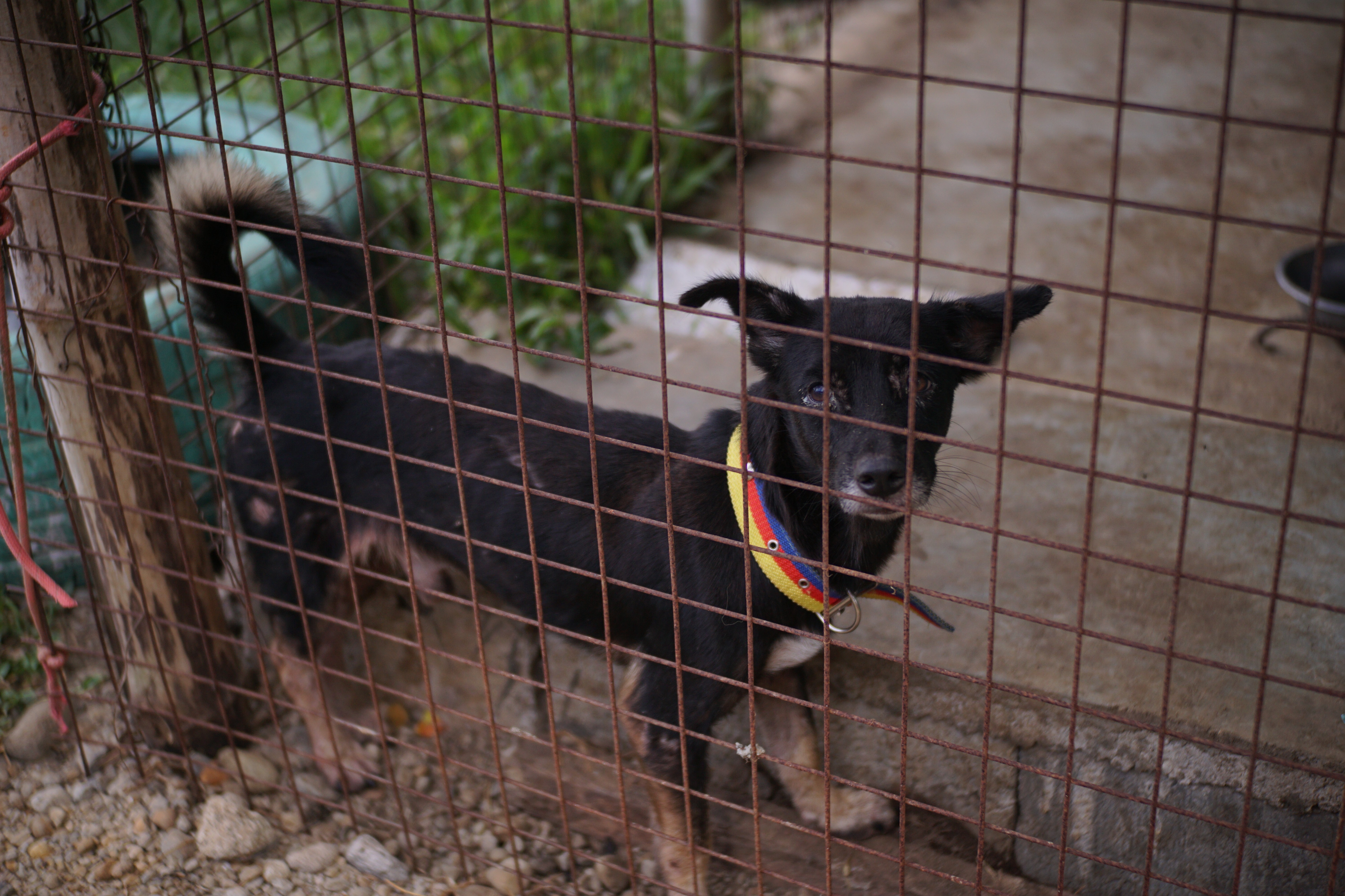 A rescue dog in Pawssion Project_s shelter in Victorias City, Negros Occidental, Philippines. Photo: HANDOUT [FEATURES 2020]