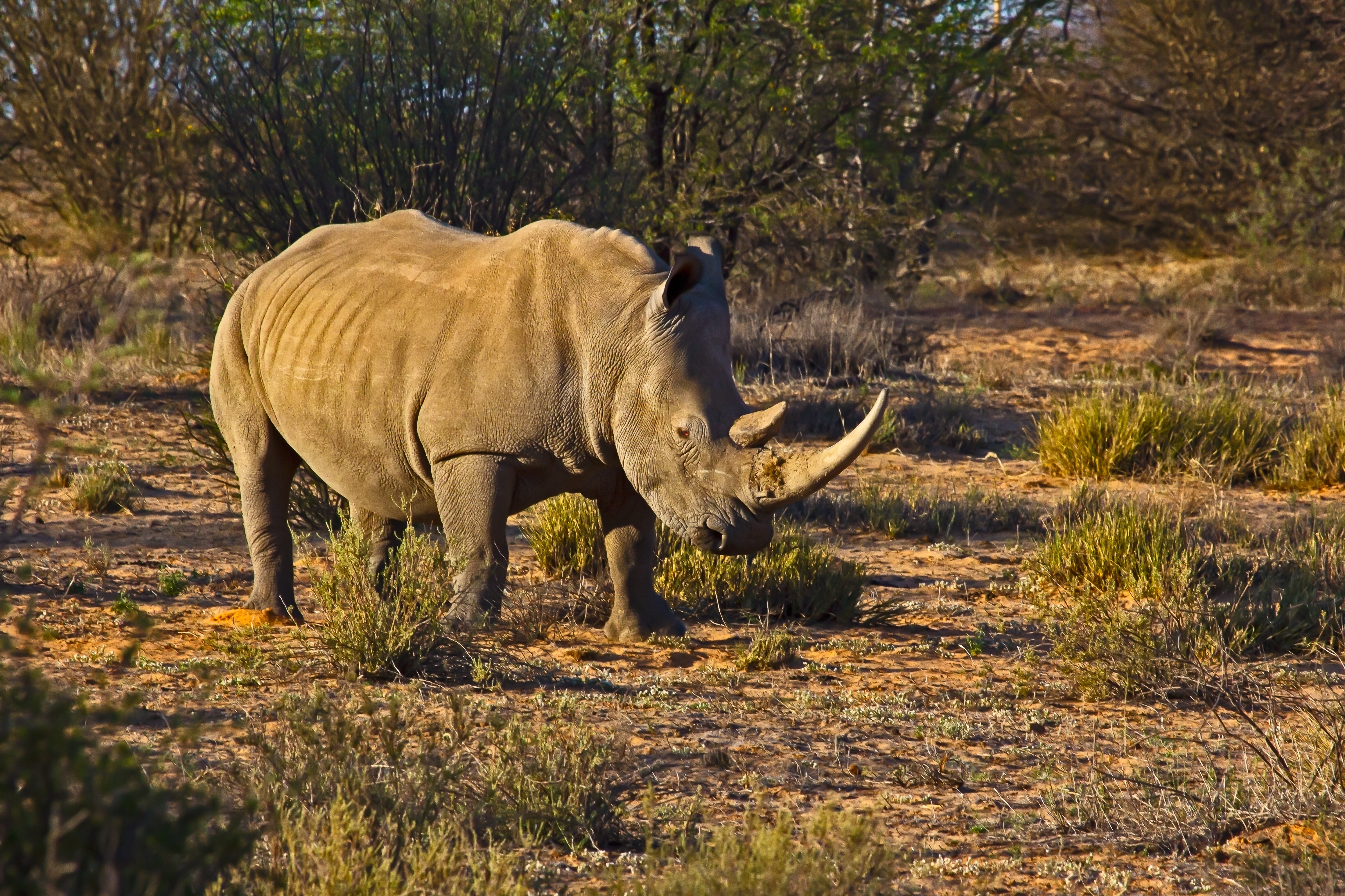 A white rhinoceros in Botswana. Photo: Shutterstock