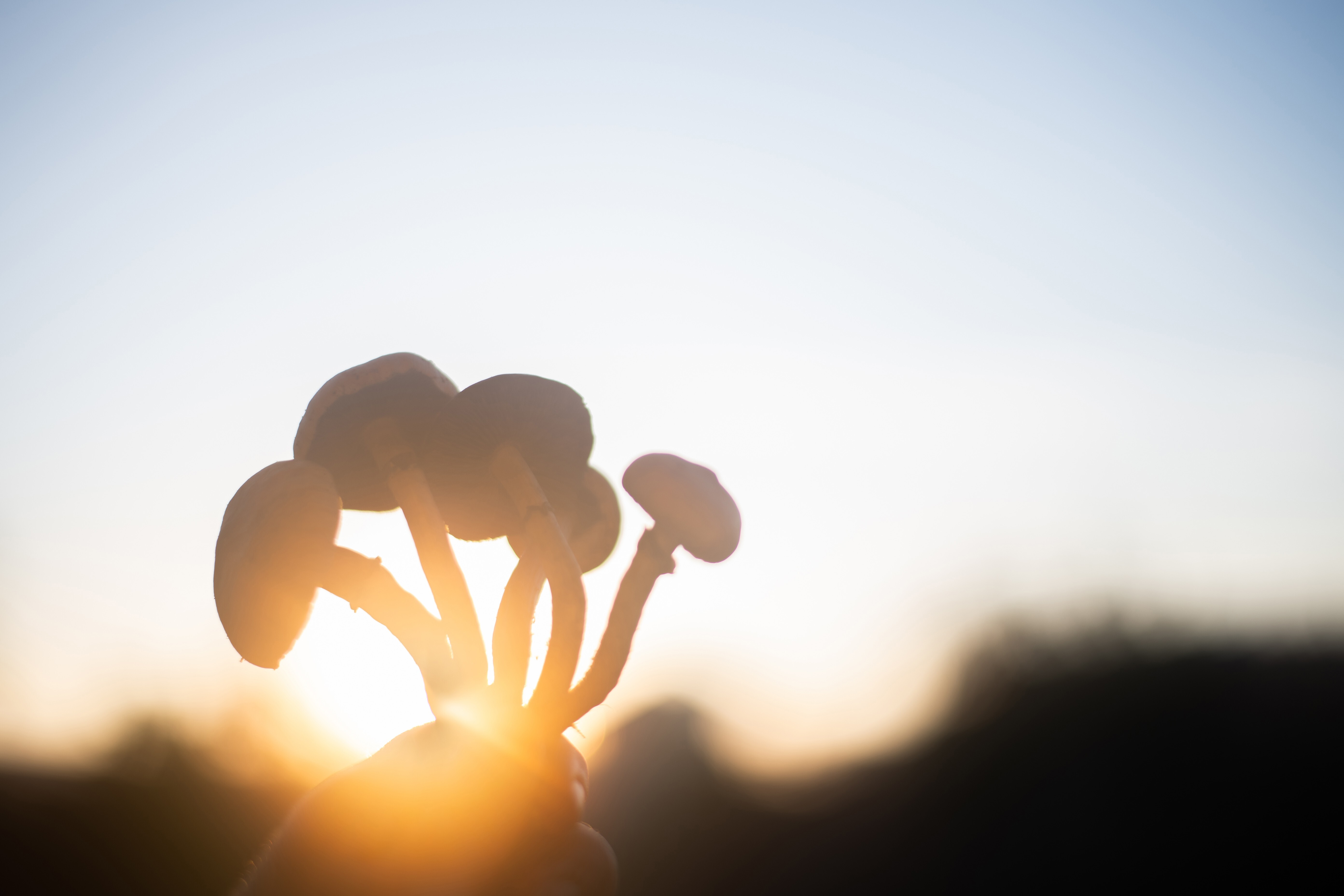 Psychedelic plant medicines, such as magic mushrooms (above) and ayahuasca, show potential as treatments for mental health issues and are being offered at retreats around the world. Photo: Abbie Townsend