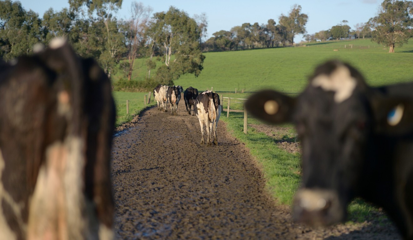 Chinese restrictions on Australian beef and barley have caused controversy. Photo: Bloomberg
