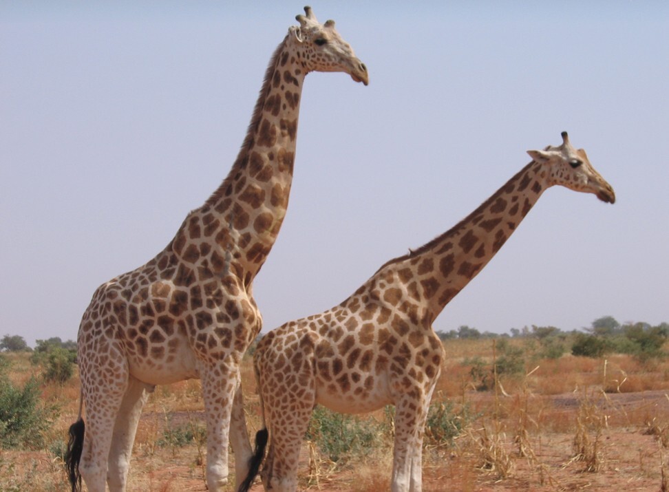 The attack took place in Koure, where Niger has a giraffe reserve. Photo: AFP