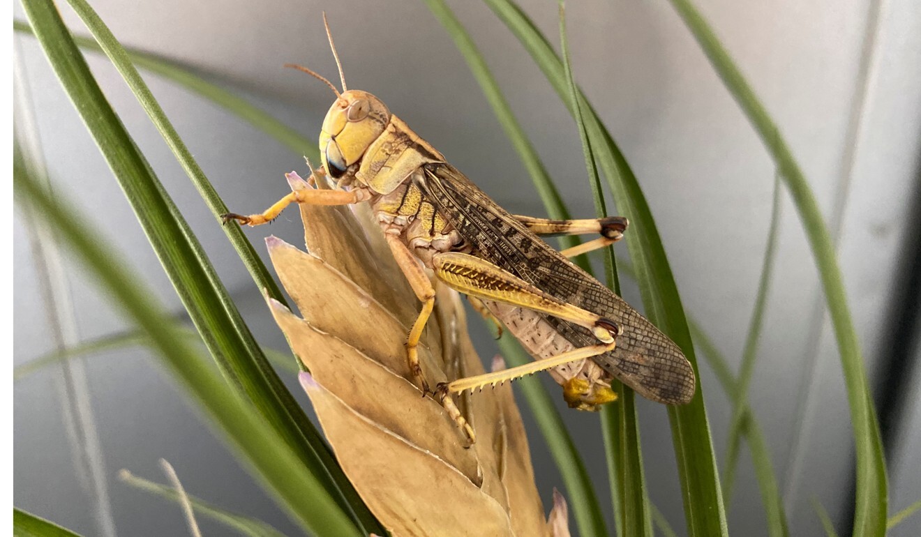 The world’s most widespread locust species, the migratory locust, or Locusta migratoria. Photo: Reuters