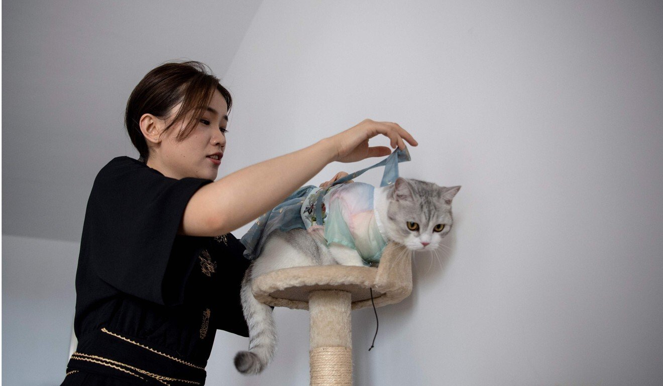 Wu Qiuqiao puts a Hanfu gown on her cat Liu Liu. Photo: Noel Celis/AFP