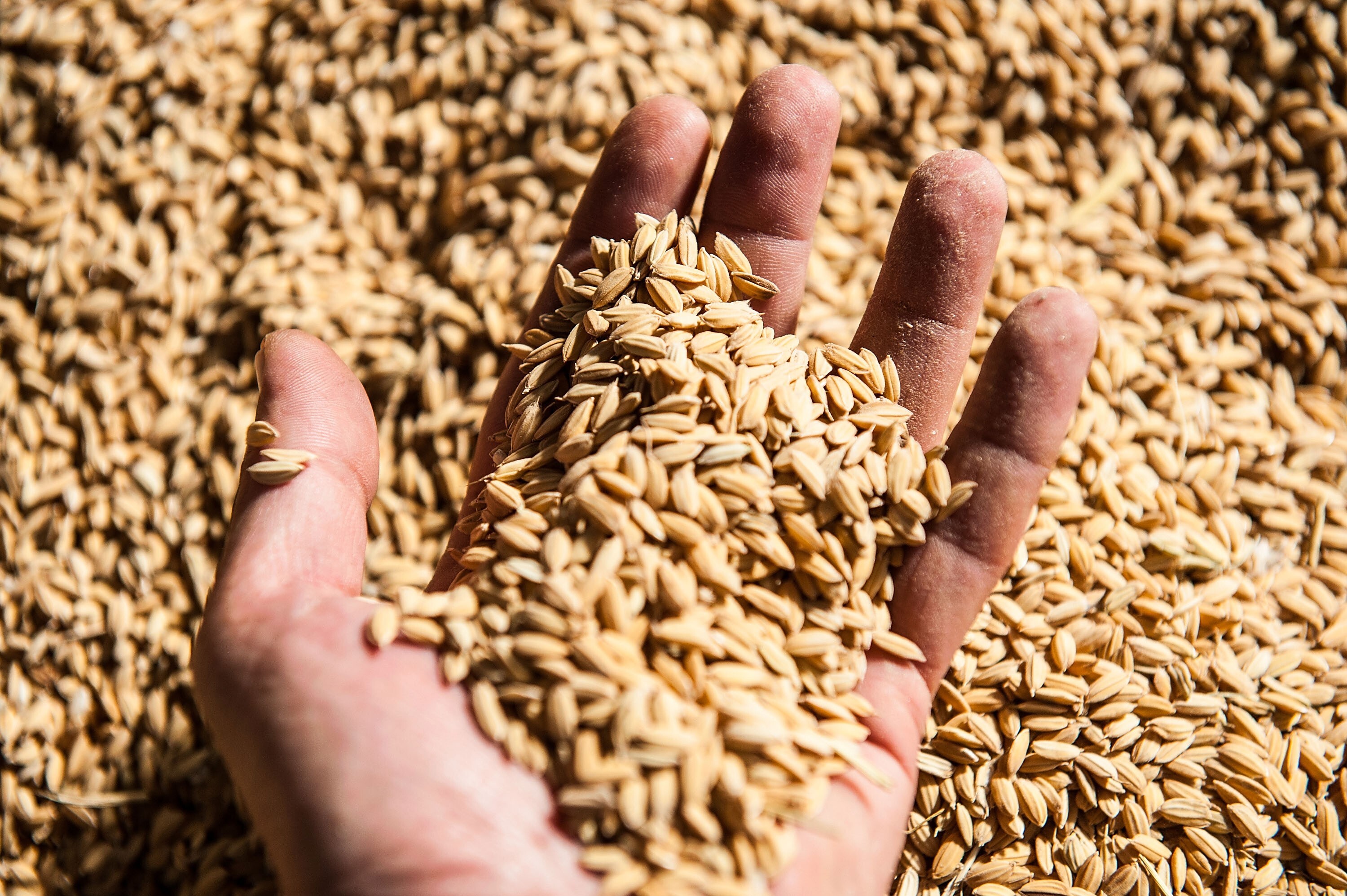 Unpeeled rice in Novara, Italy. Photo: Getty Images