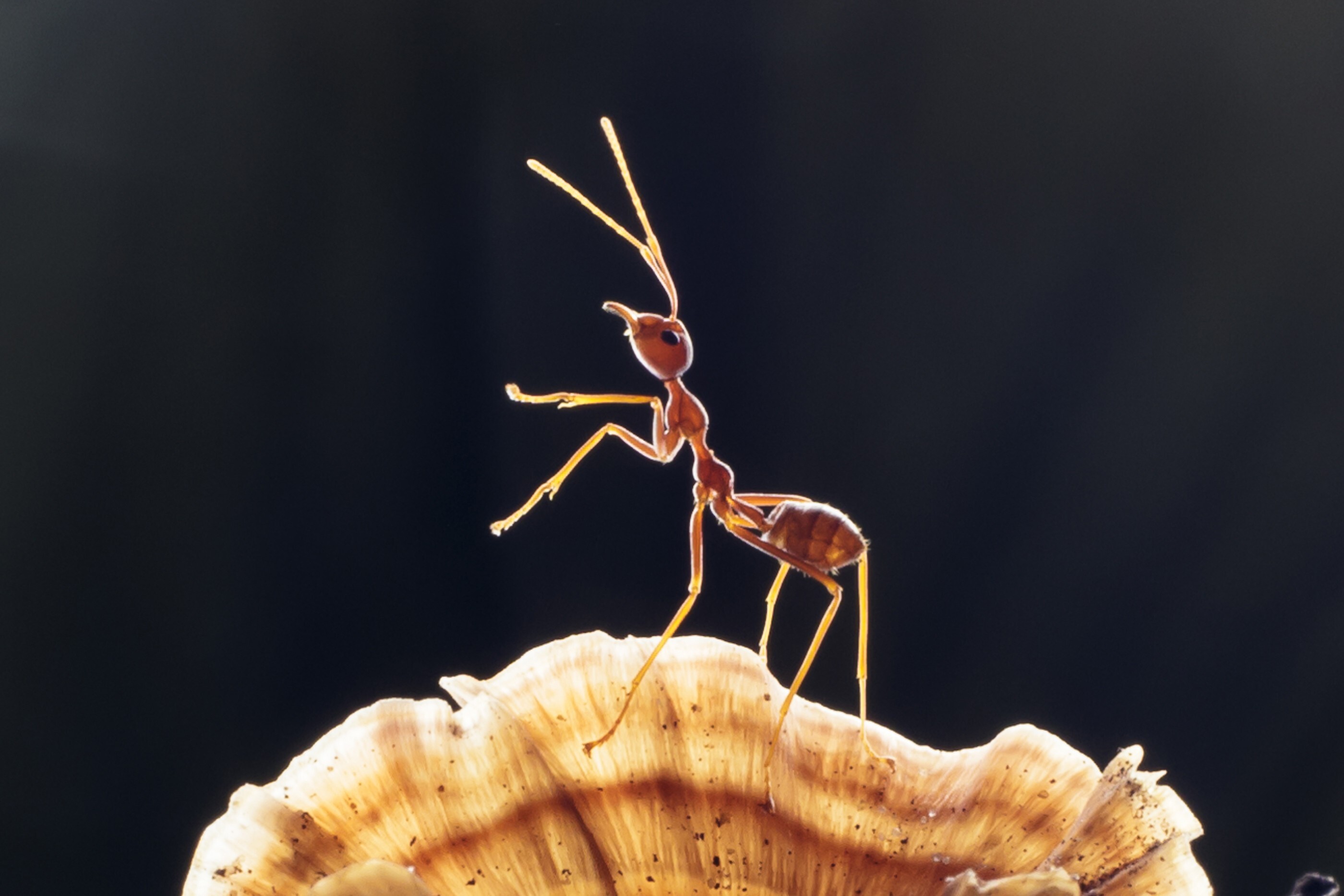 Ant drama can be absurd in the Facebook group. Photo: Shutterstock