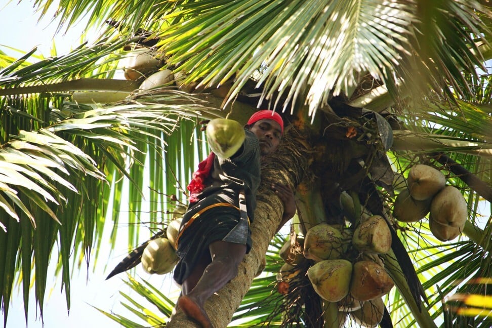 Like coconut water? Ever wonder who picks the coconuts? Men and women ...
