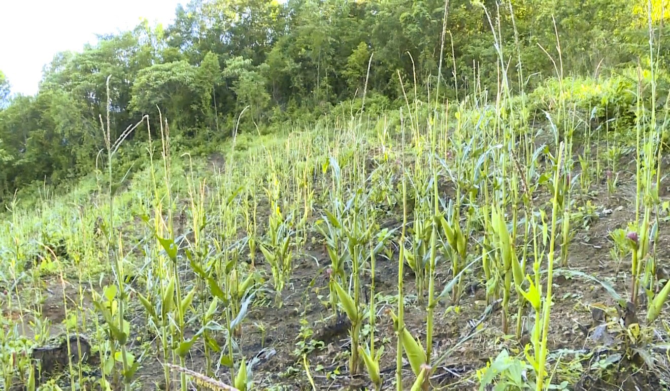 A cornfield damaged by locusts. Photo: Handout