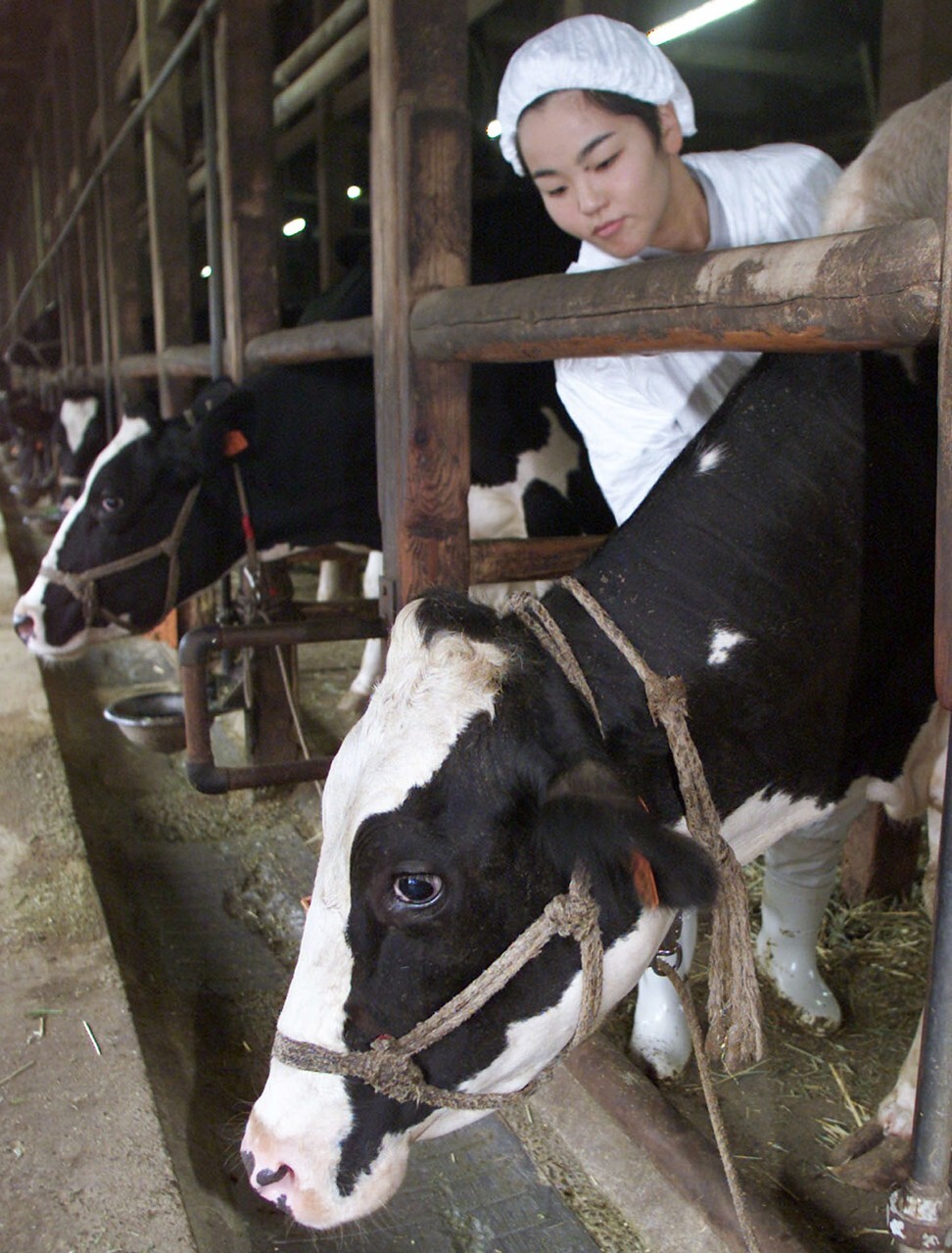 A dairy farm in Sodegaura City, Chiba prefecture. Photo: Reuters