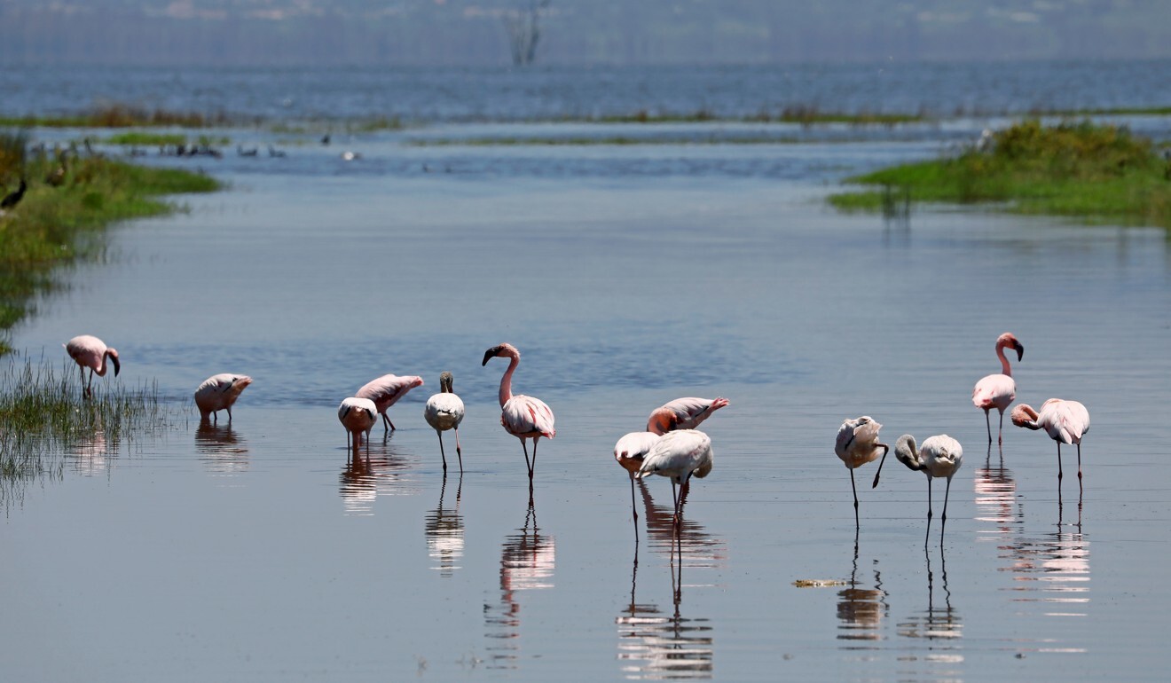 Flamingos at Lake Nakuru on August 27, 2020. Photo: Reuters/Baz Ratner