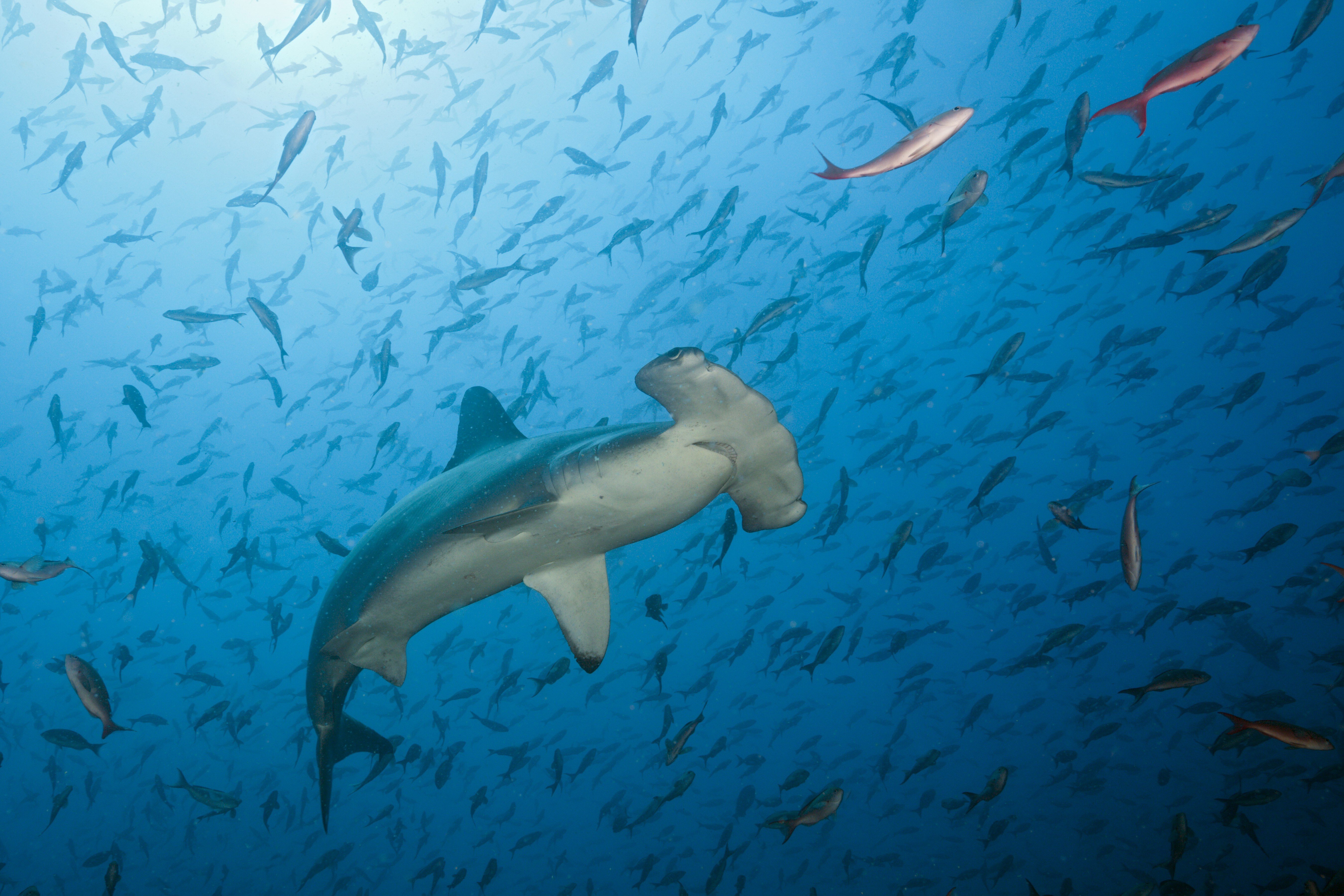 Killing sharks “potentially sets up an ecosystem to collapse”, according to an expert. Photo: Getty Images