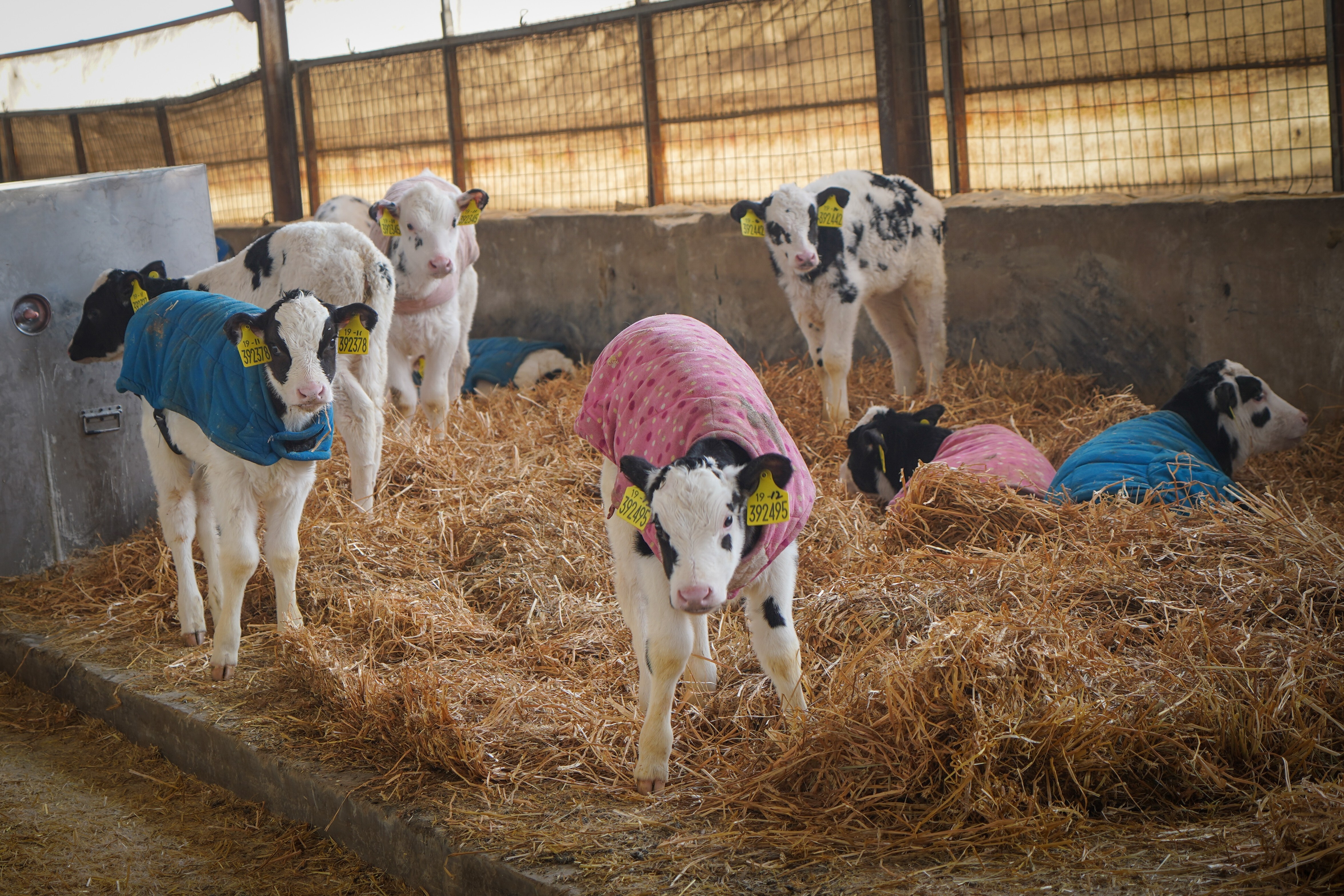 Calves, with identification tags, wear vests to keep warm in one of Feihe’s facilities in Heilongjiang, China. Photo: Tom Wang