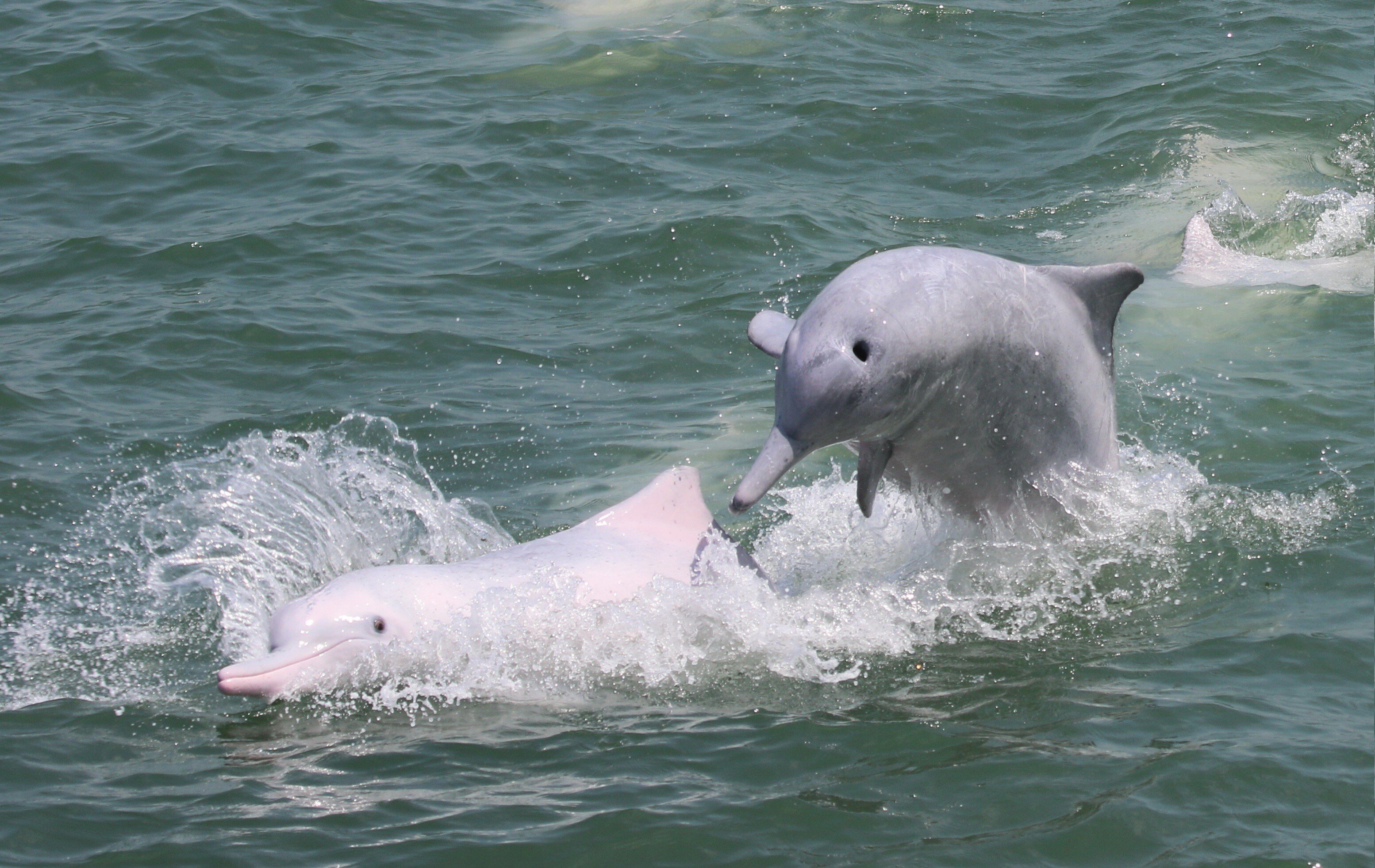 Chinese white dolphins play in Hong Kong waters in 2016. Photo: Hong Kong Dolphin Conservation Society