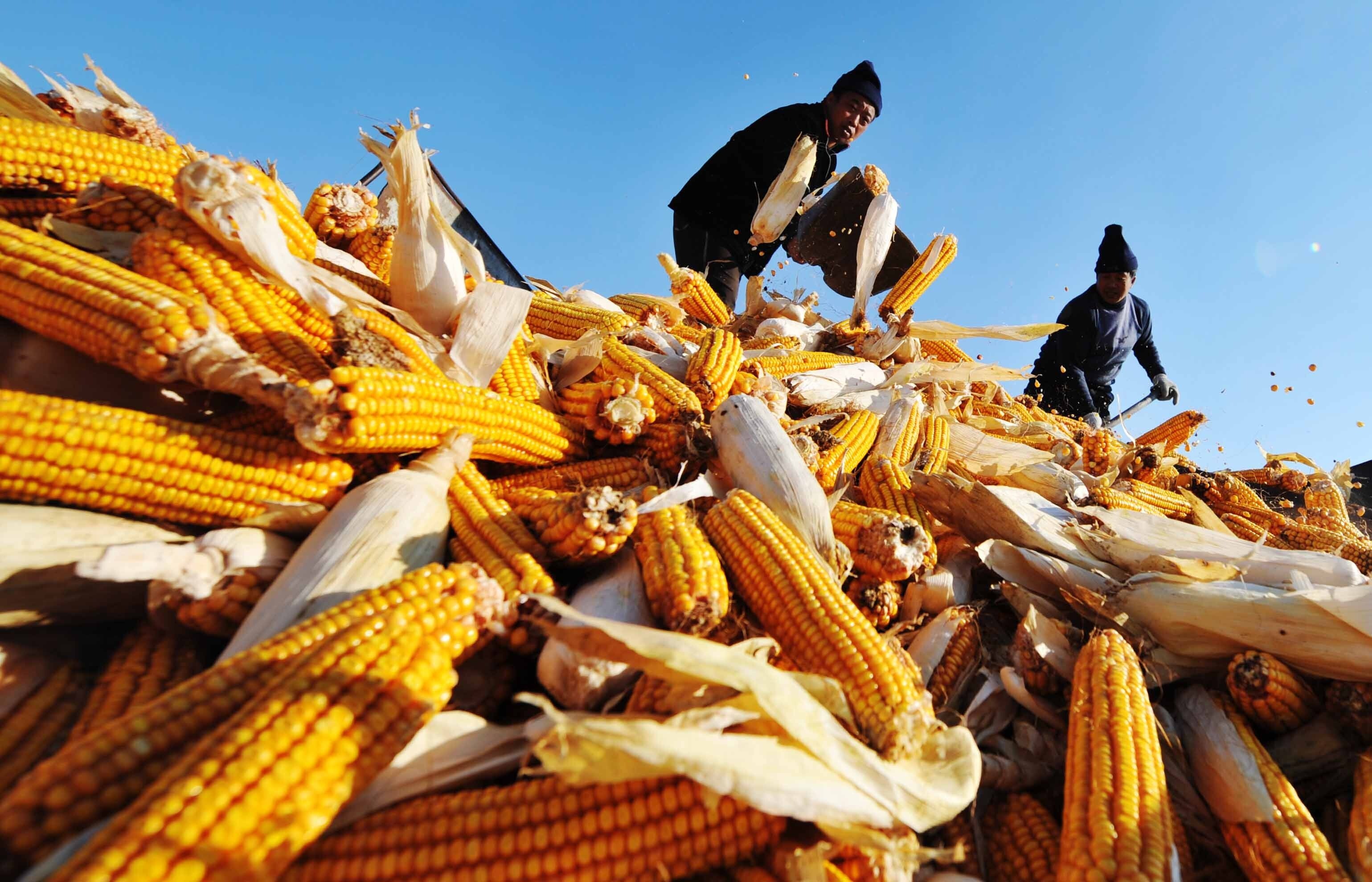 Economy&Life  Corn harvest in north China-Xinhua