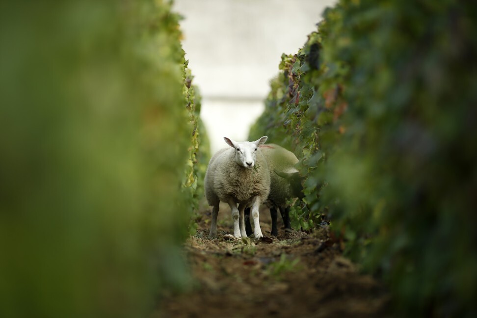 Sheep graze between rows of grapes at the Billecart-Salmon vineyard in Mareuil-sur-Ay, France, during the traditional Champagne harvest in October 2013. Champagne is included in the list of EU products to be protected in China under the geographical indications agreement. Photo: Reuters