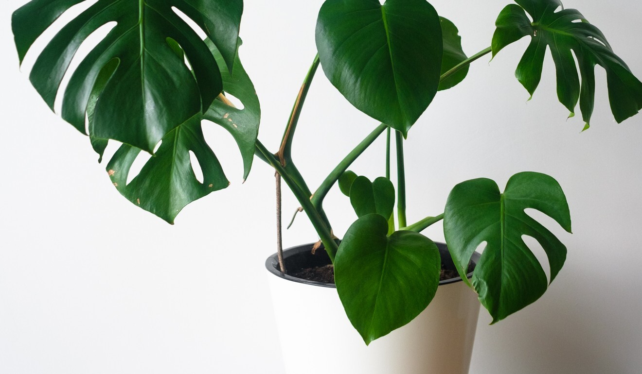 A mature Monstera Deliciosa now fetches at least 3,000 pesos (US$62), compared with as little as 800 pesos (US$37) before. Photo: Shutterstock