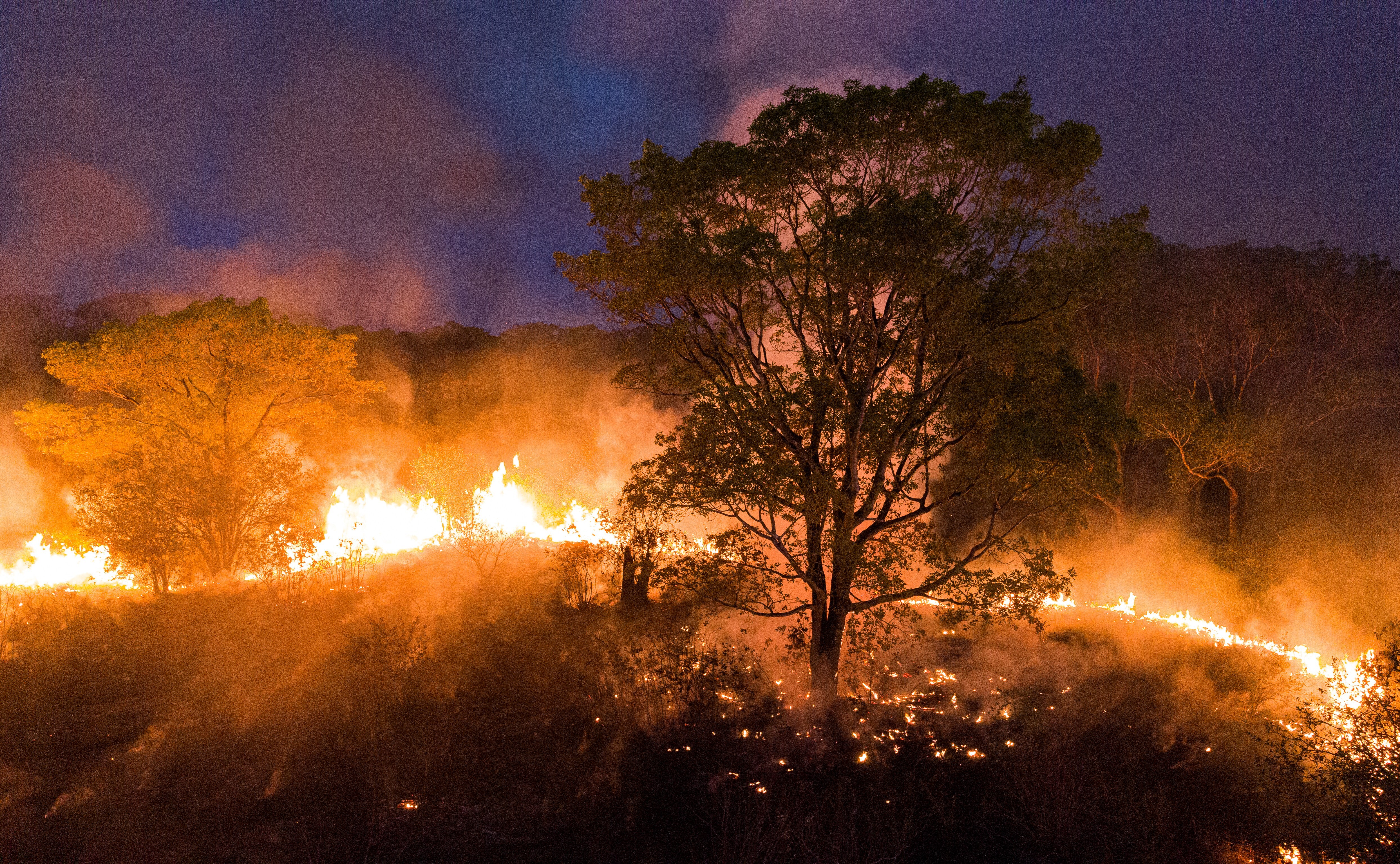 Wildfires disproportionately affected jaguars in the Pantanal