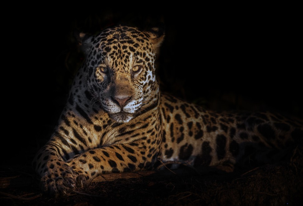 Wildfires disproportionately affected jaguars in the Pantanal