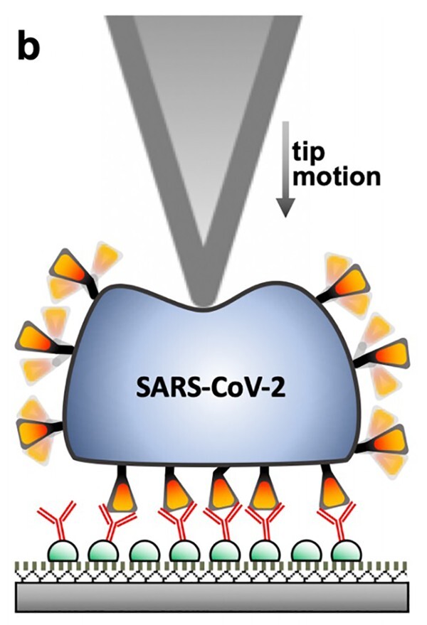 Scientists from the Semmelweis University in Budapest pinched the coronavirus with nano needle. Credit: Dr Miklos Kellermayer