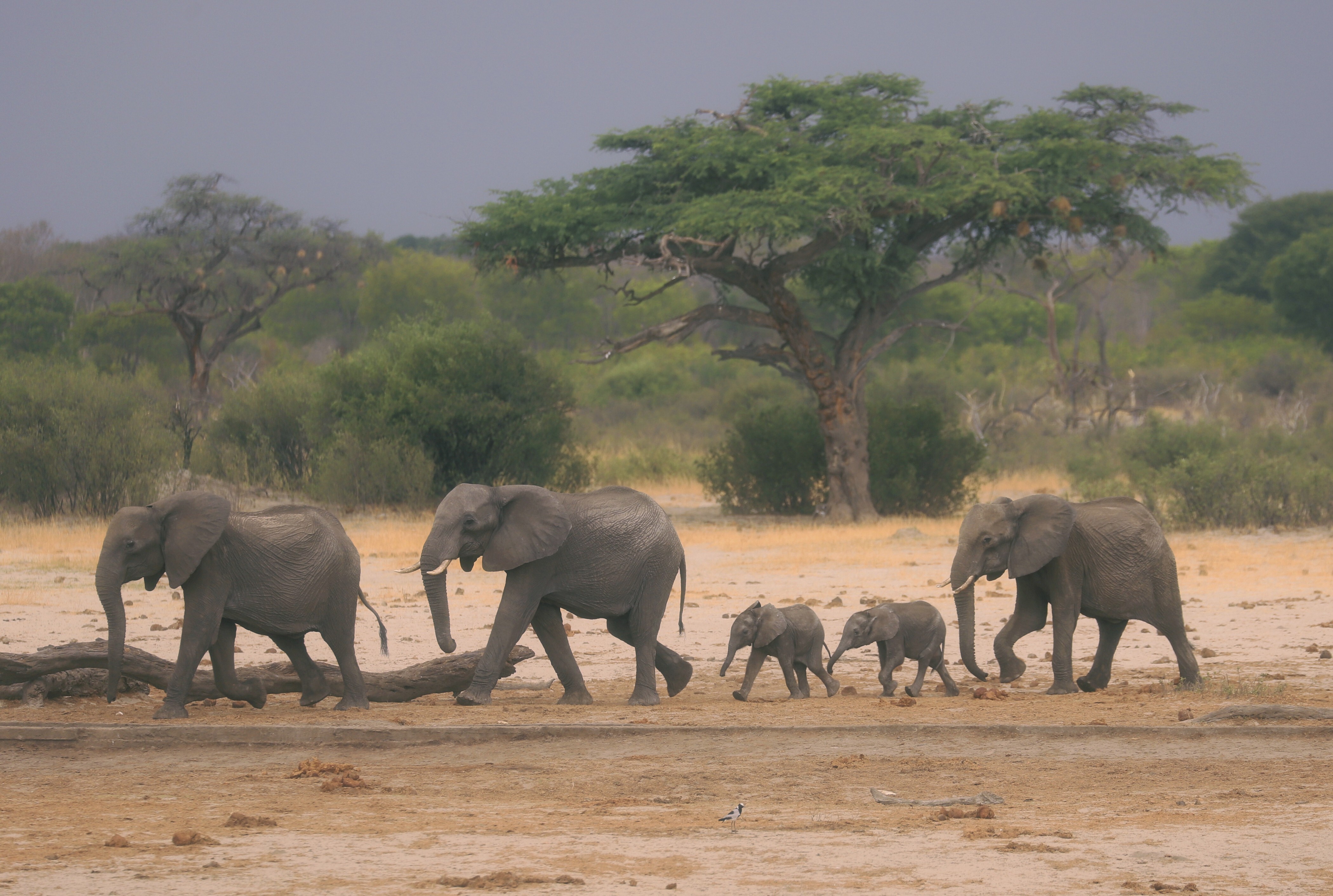 Zimbabwe last week reversed its decision to license Chinese companies to mine Hwange national park. An environmental group applied to the country's High Court on September 8, 2020, to stop coal mining in the park, home to one of Africa's largest populations of elephants. Photo: AP