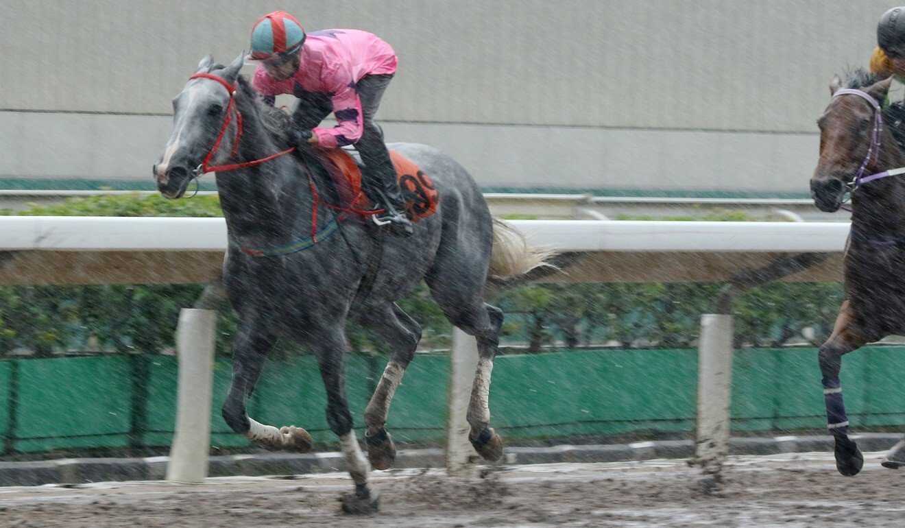 Hot King Prawn wins a trial in the rain at Sha Tin last week.