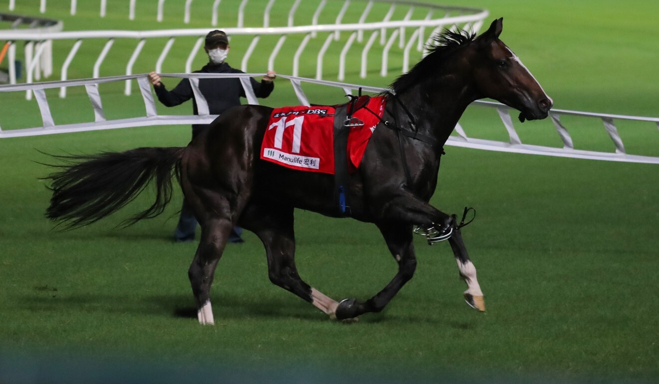 Urban Dancer on the loose at Happy Valley two weeks ago.