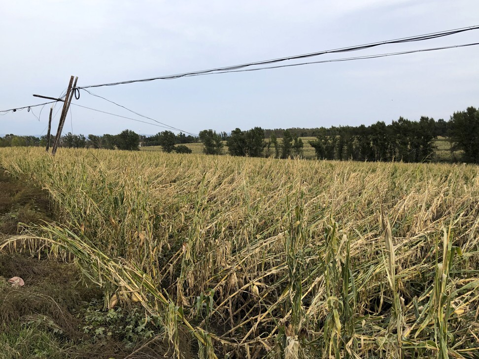 Storms have flattened much of Heilongjiang’s corn crop this season. Photo: Orange Wang
