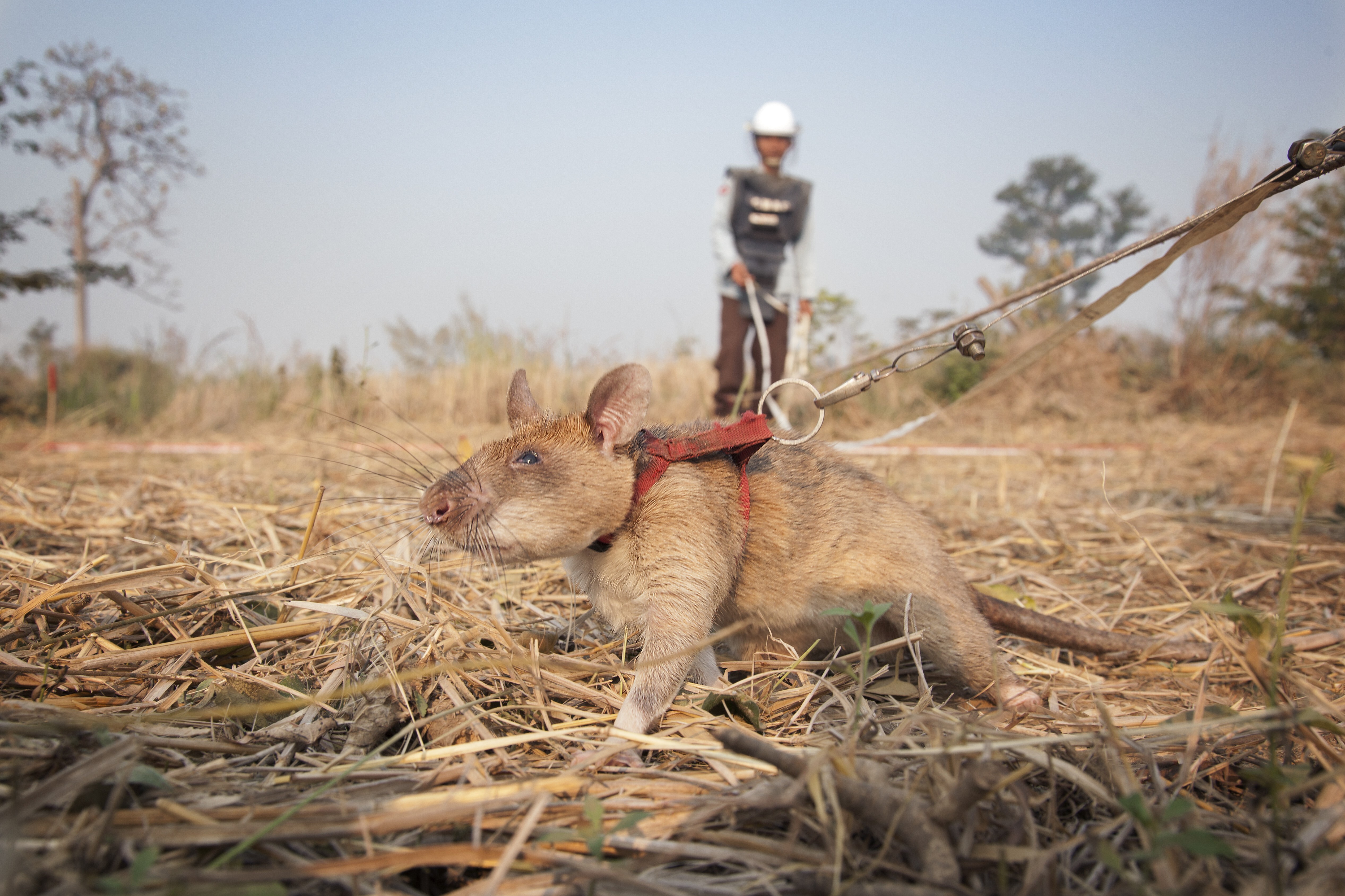 The charity Apopo trains rats for mine clearing. Photo: Apopo