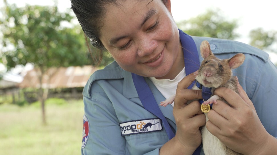 Magawa was trained by a Belgian organisation that has taught rats to find landmines for more than 20 years. Photo: PDSA handout via AFP