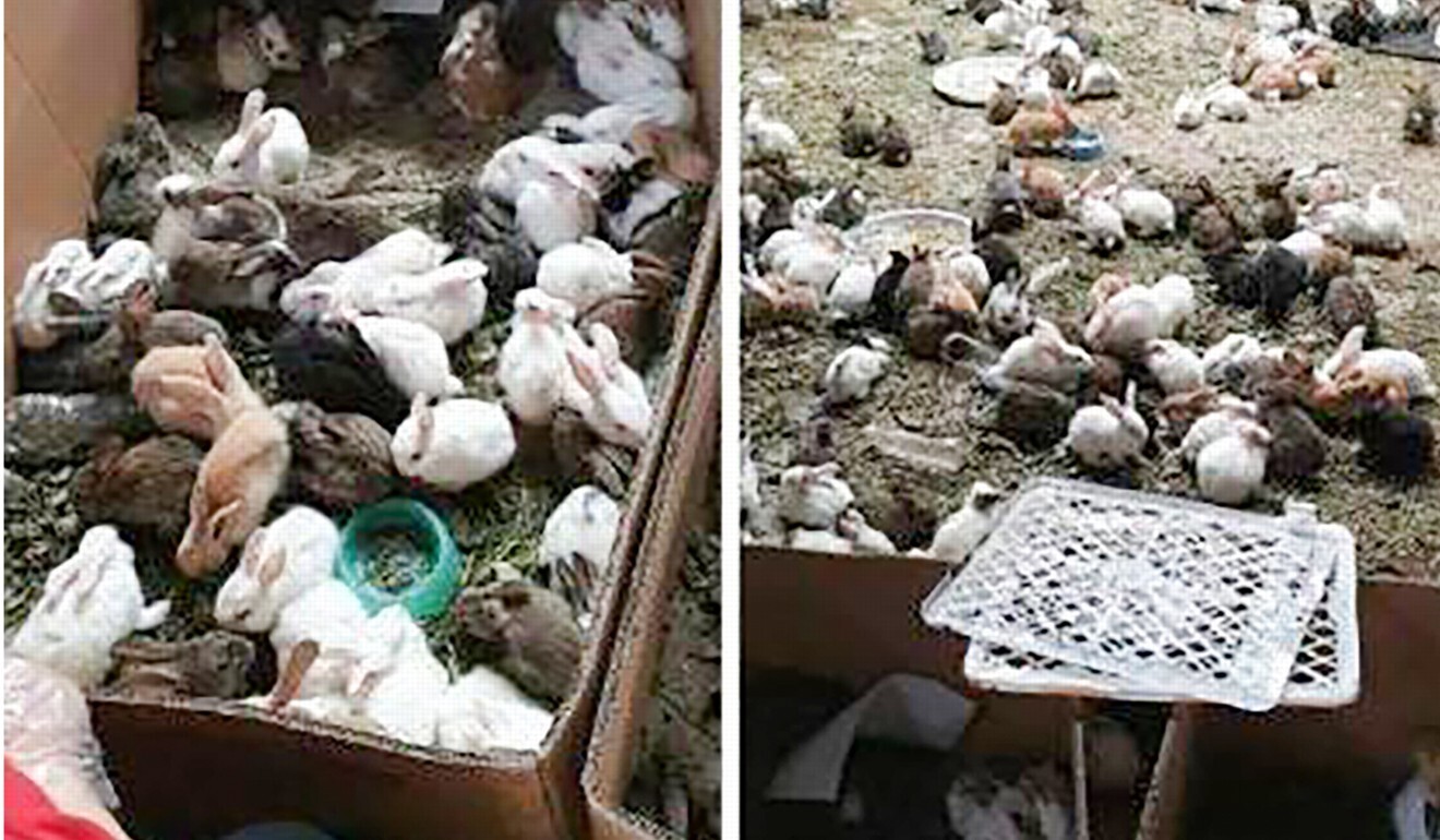 More than 870 rabbits were found alive, along with 99 hamsters, 70 dogs and 28 cats. Photo: Weibo