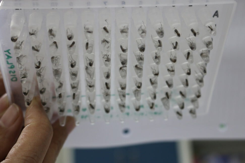 Mosquito samples being tested for Wolbachia levels in a laboratory at Gadjah Mada University in Yogyakarta.