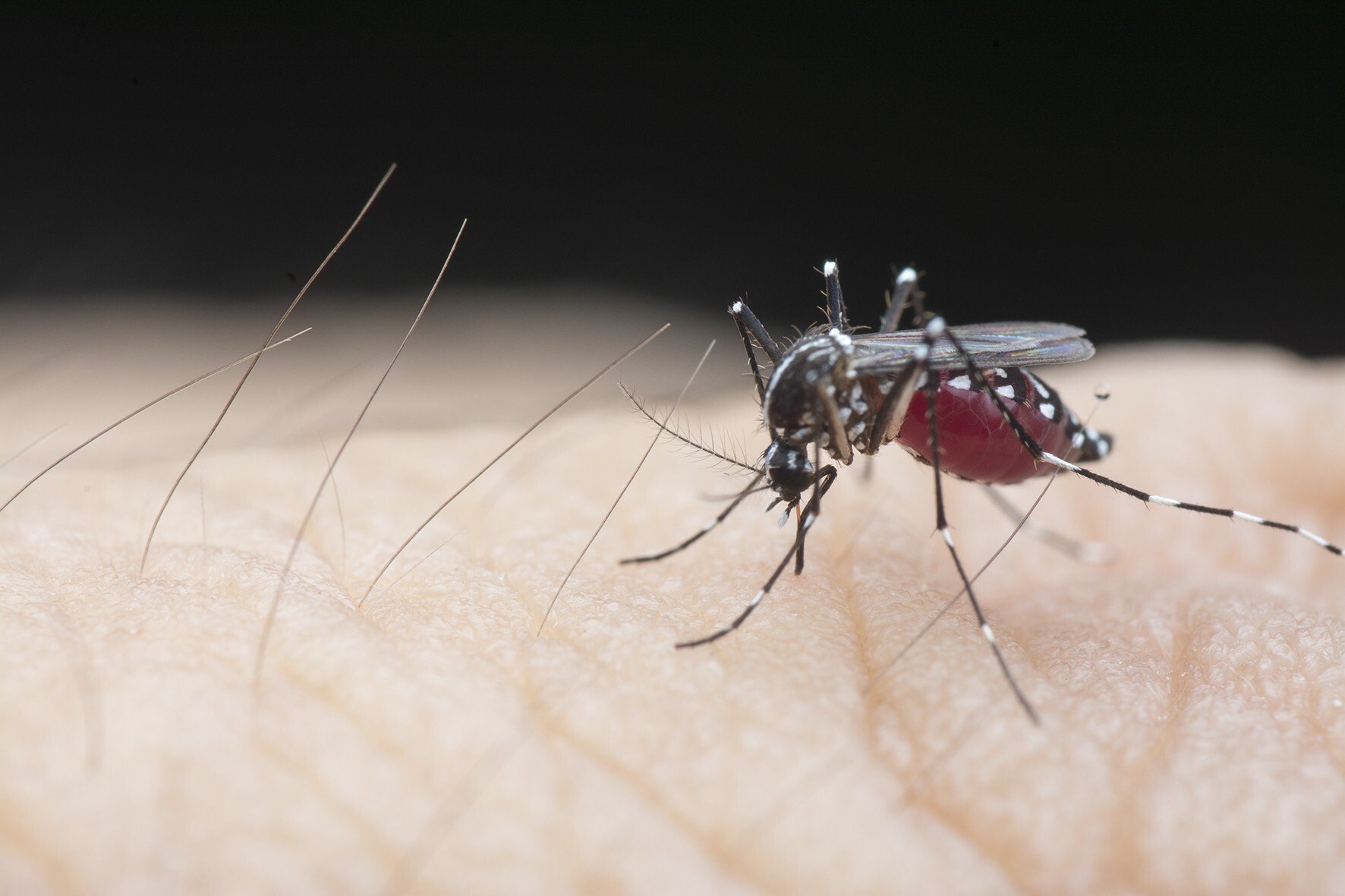 Mosquitoes injected with a natural bacterium called Wolbachia, which hinders the insect’s ability to transmit viruses including dengue, were released to breed and infect local populations in Yogyakarta, Indonesia, in a recently concluded trial. Photo: Getty Images/EyeEm